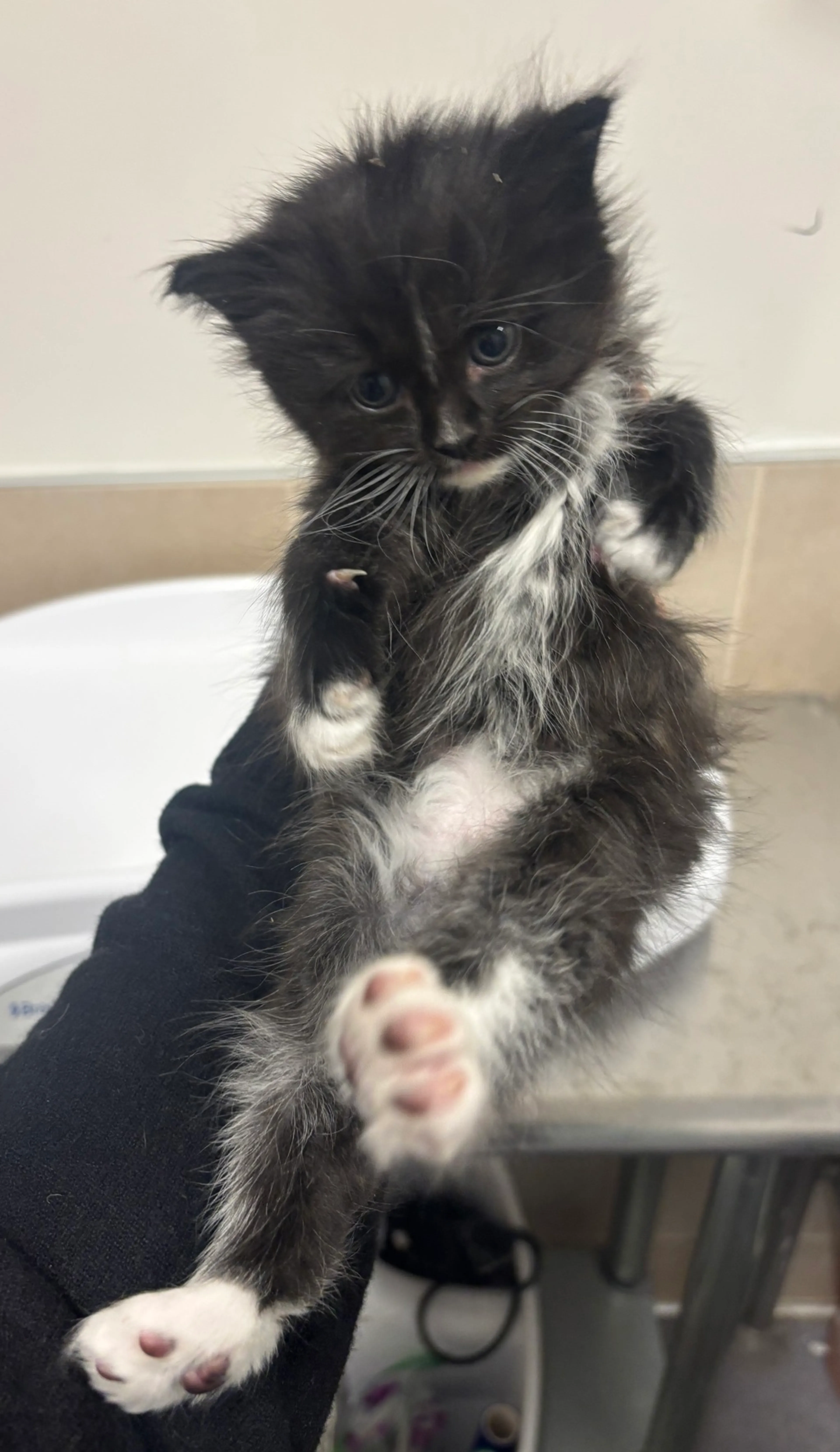 Found pet