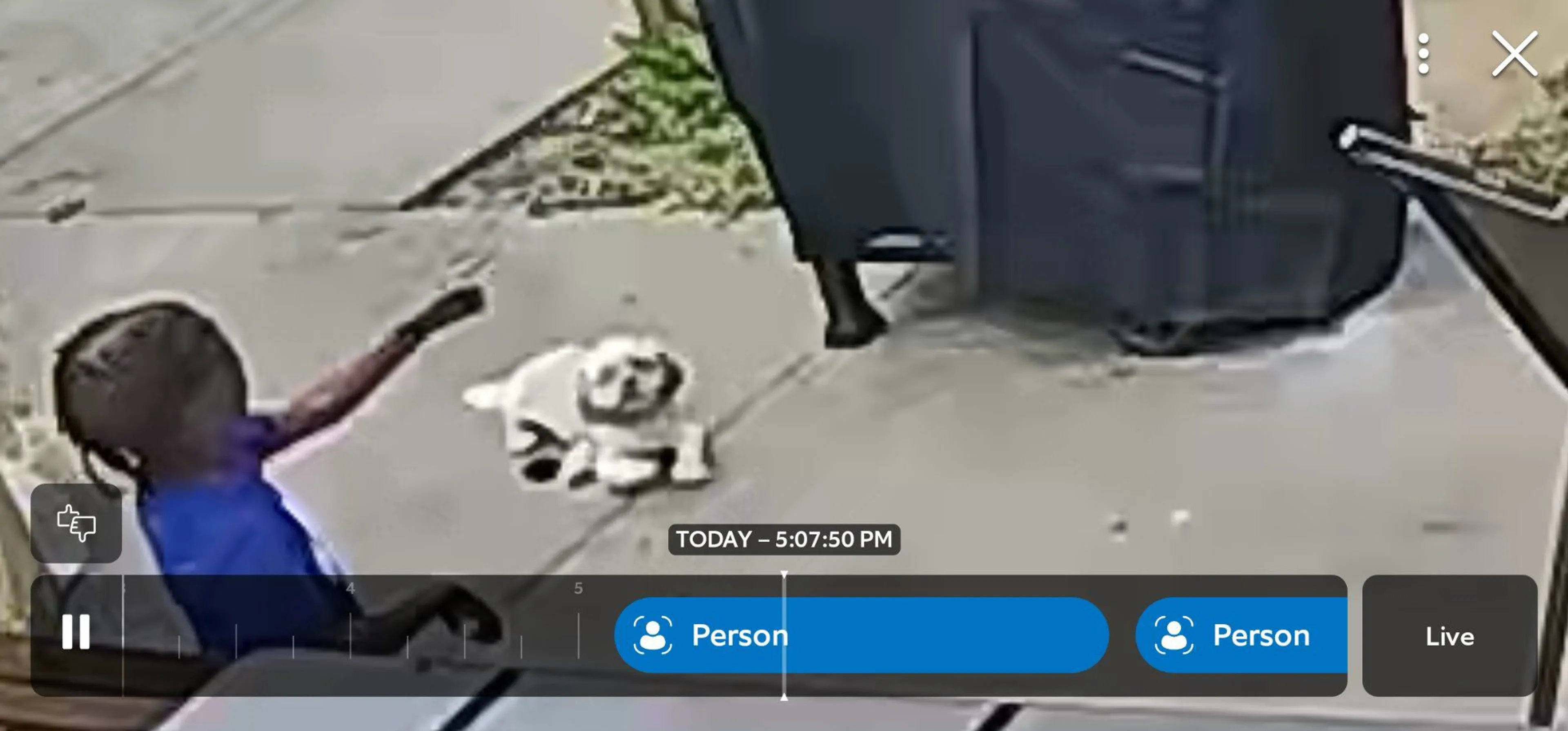Lost pet-2