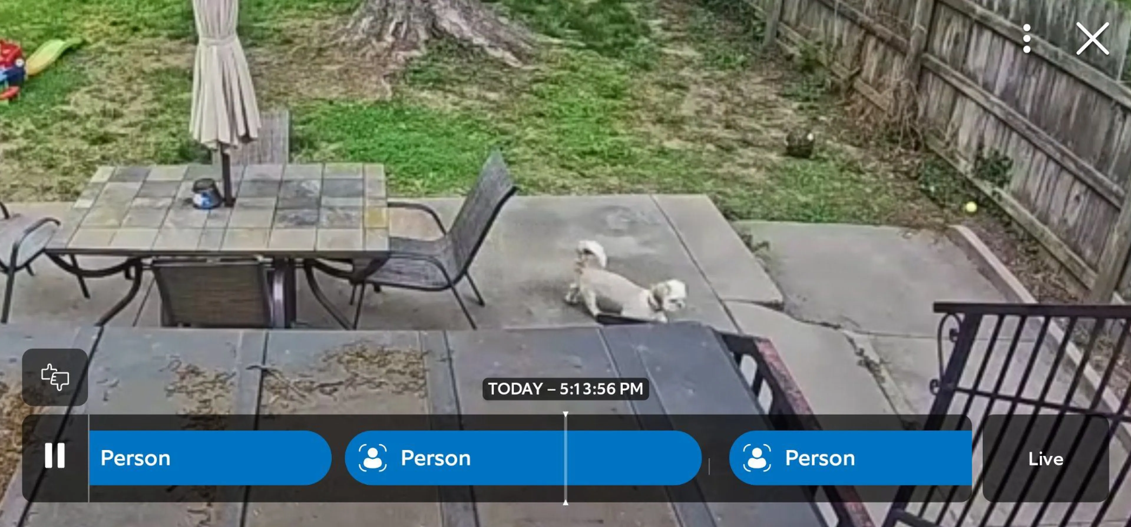 Lost pet-3