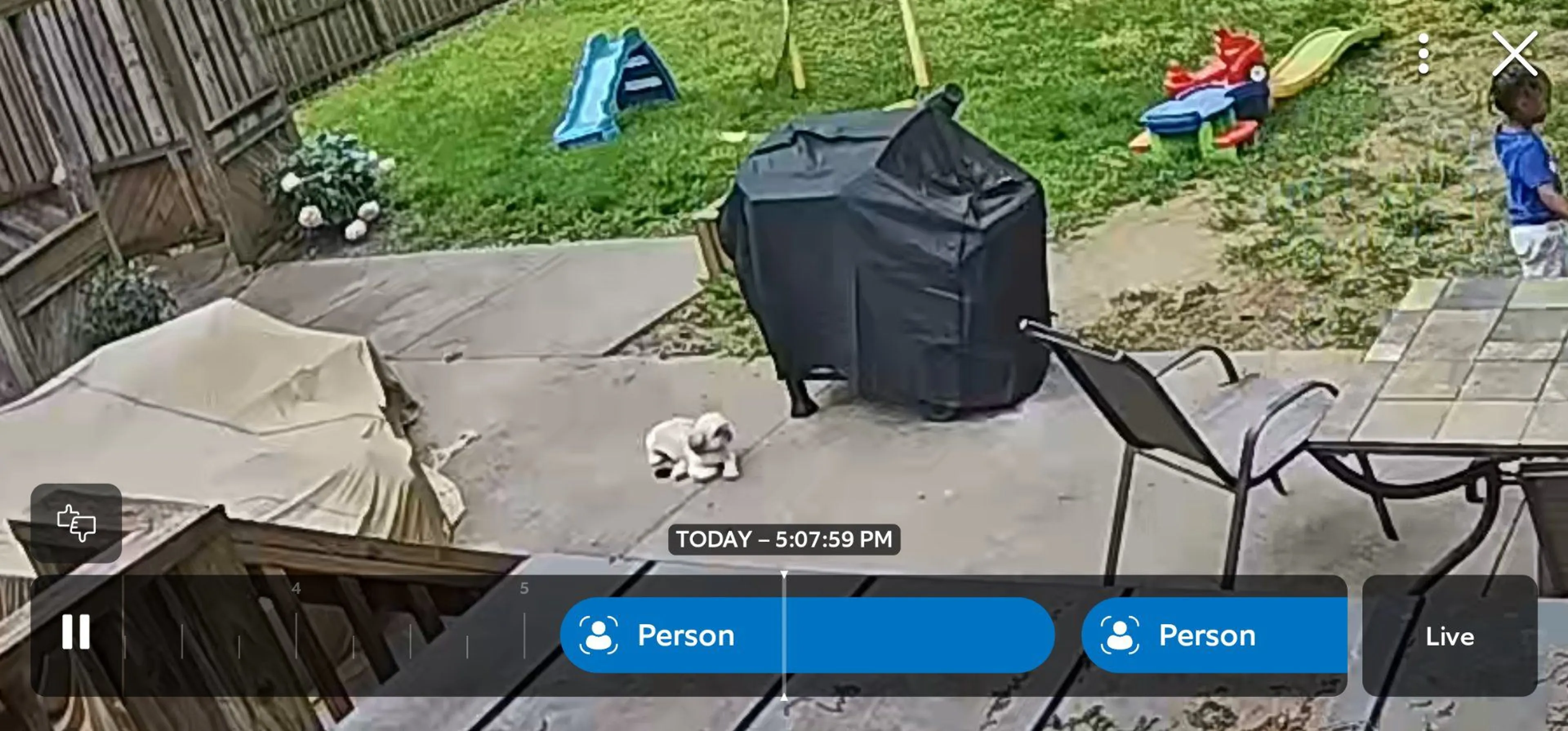 Lost pet-1