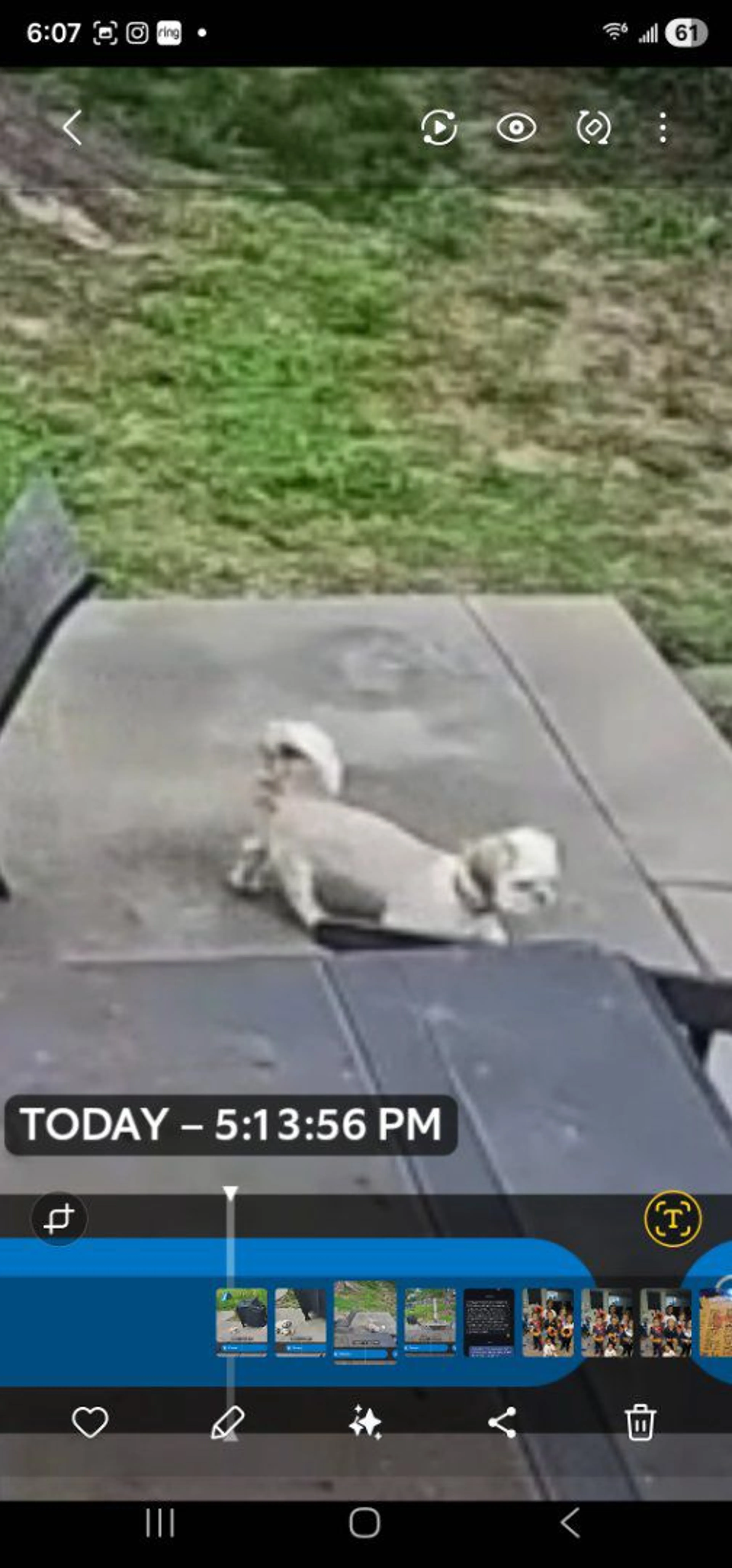 Lost pet-0