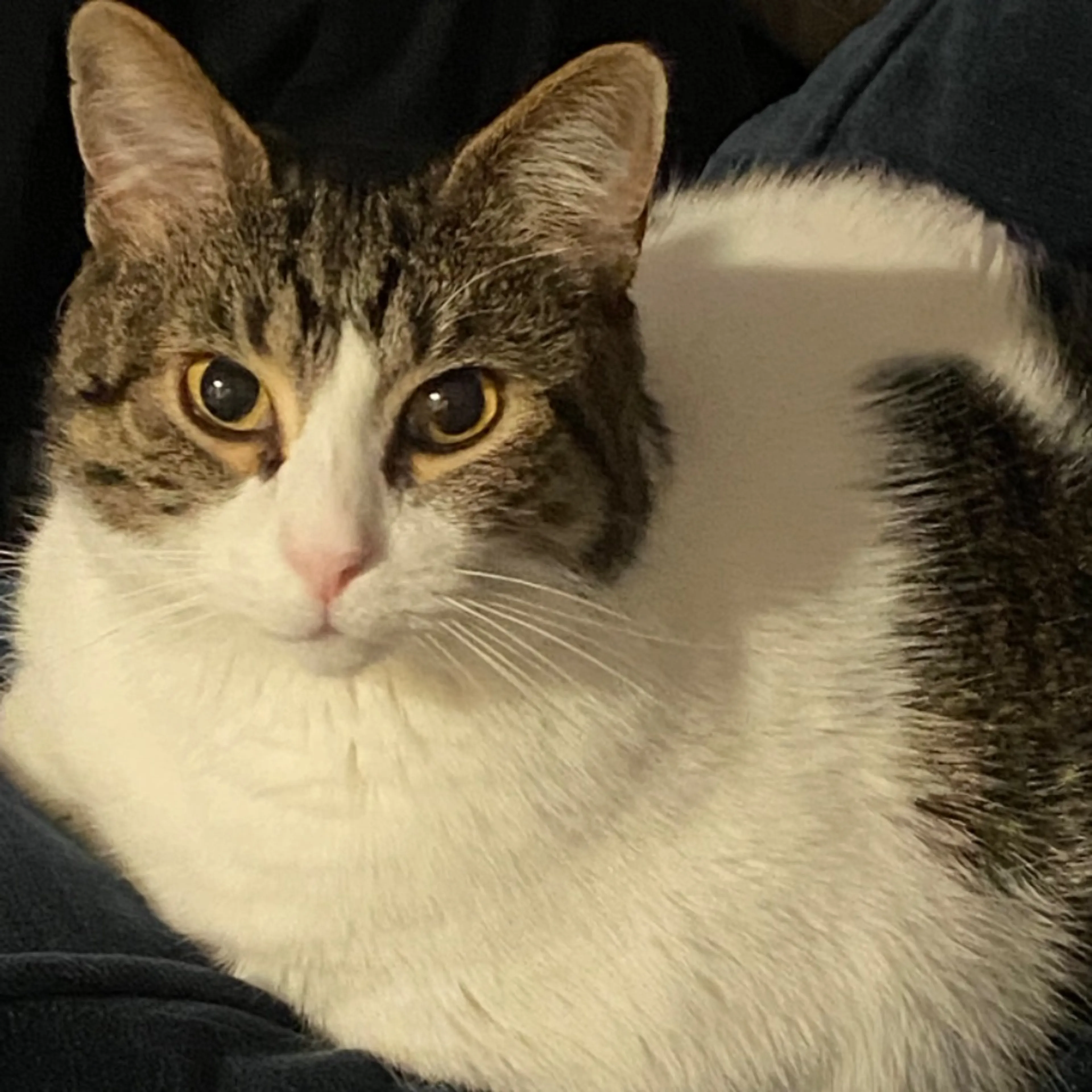 Lost pet