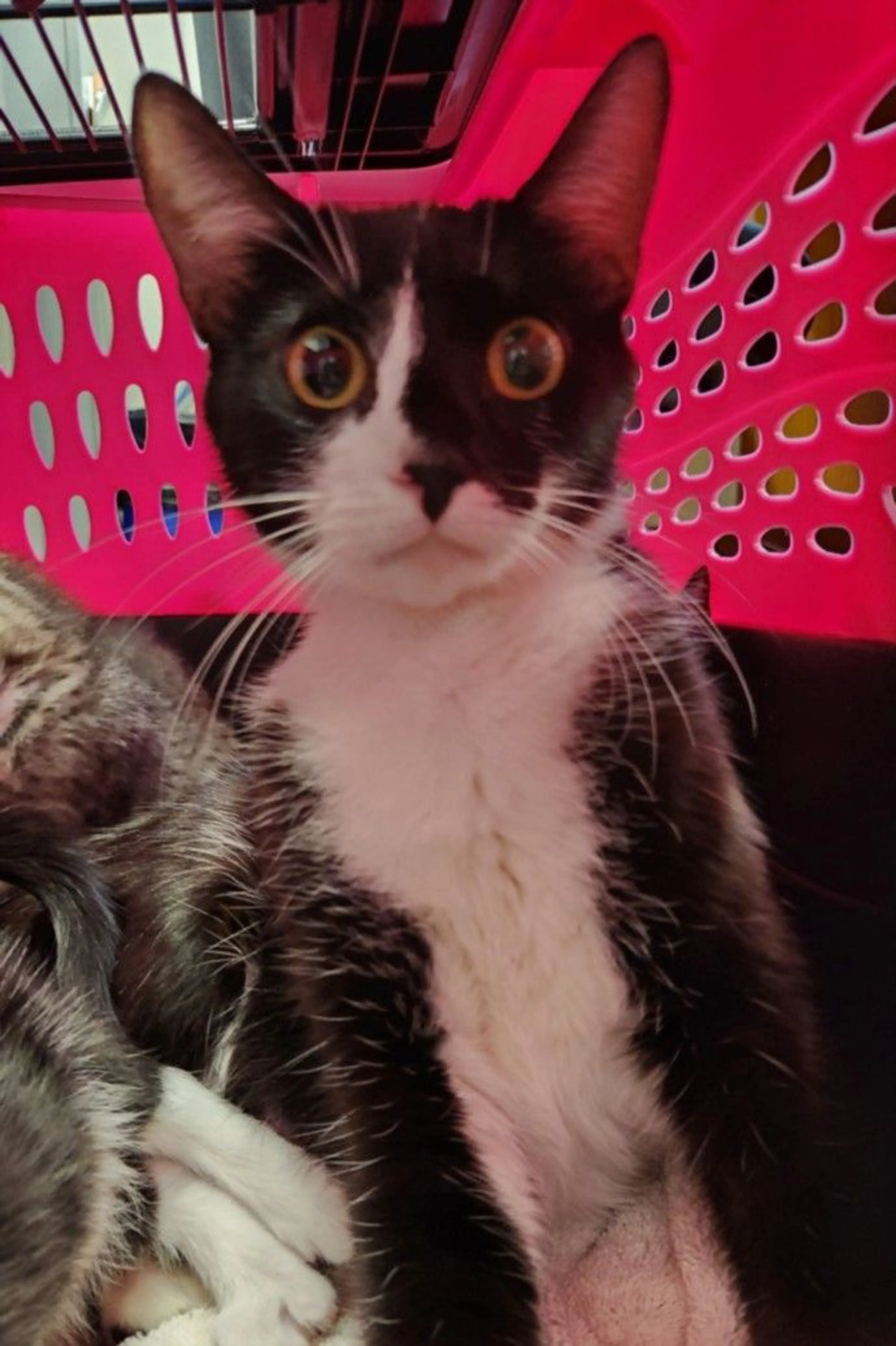 Found pet