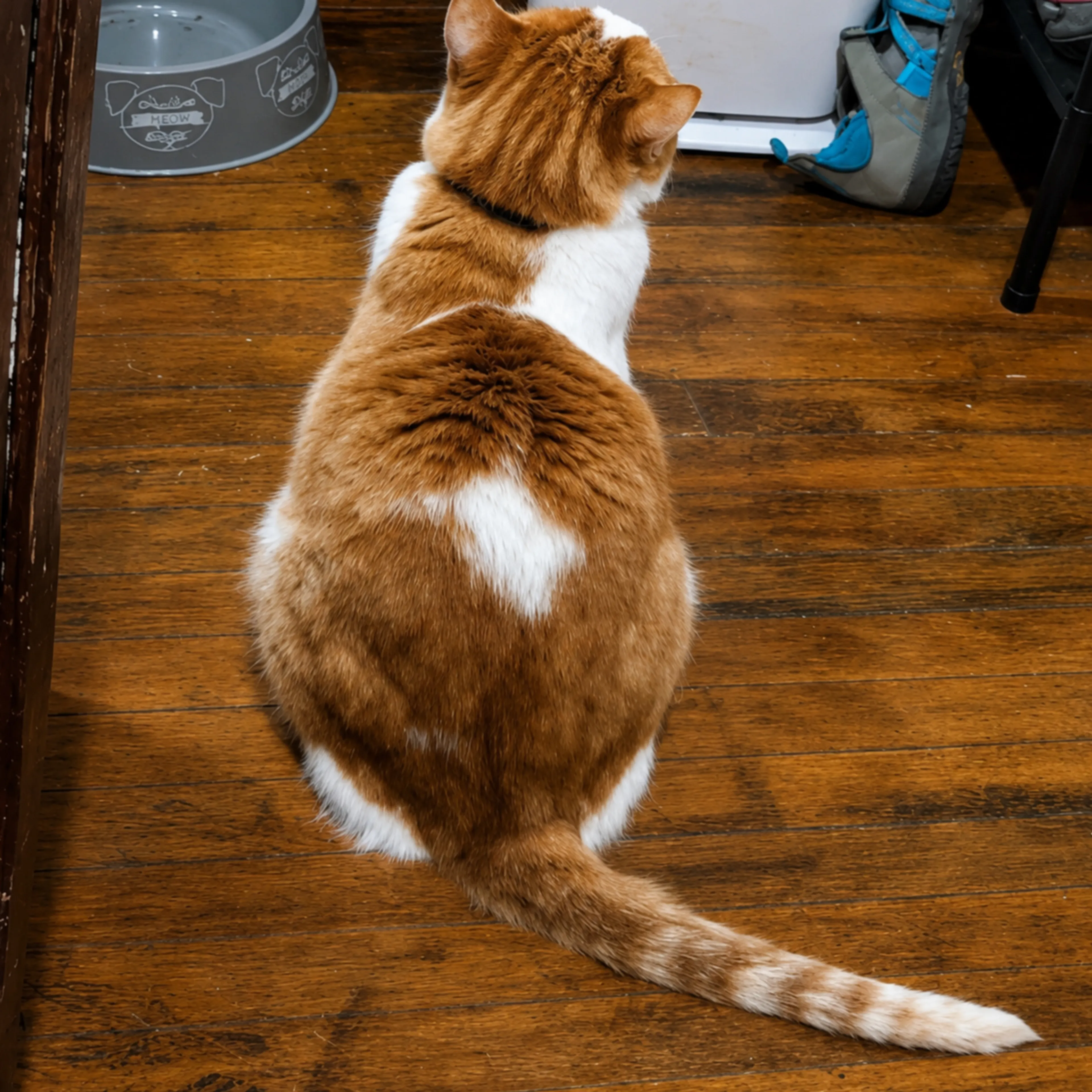 Lost pet-3