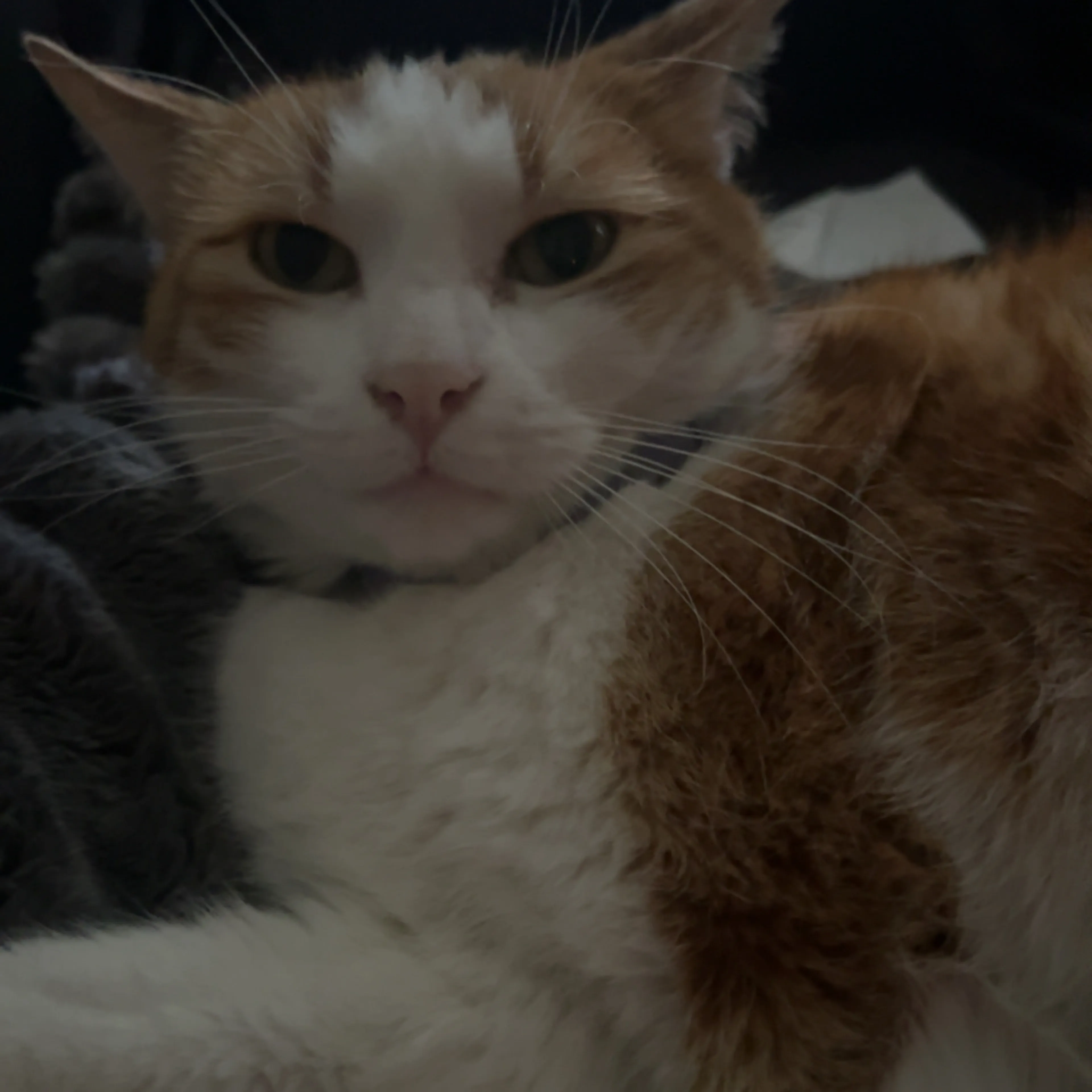 Lost pet-2