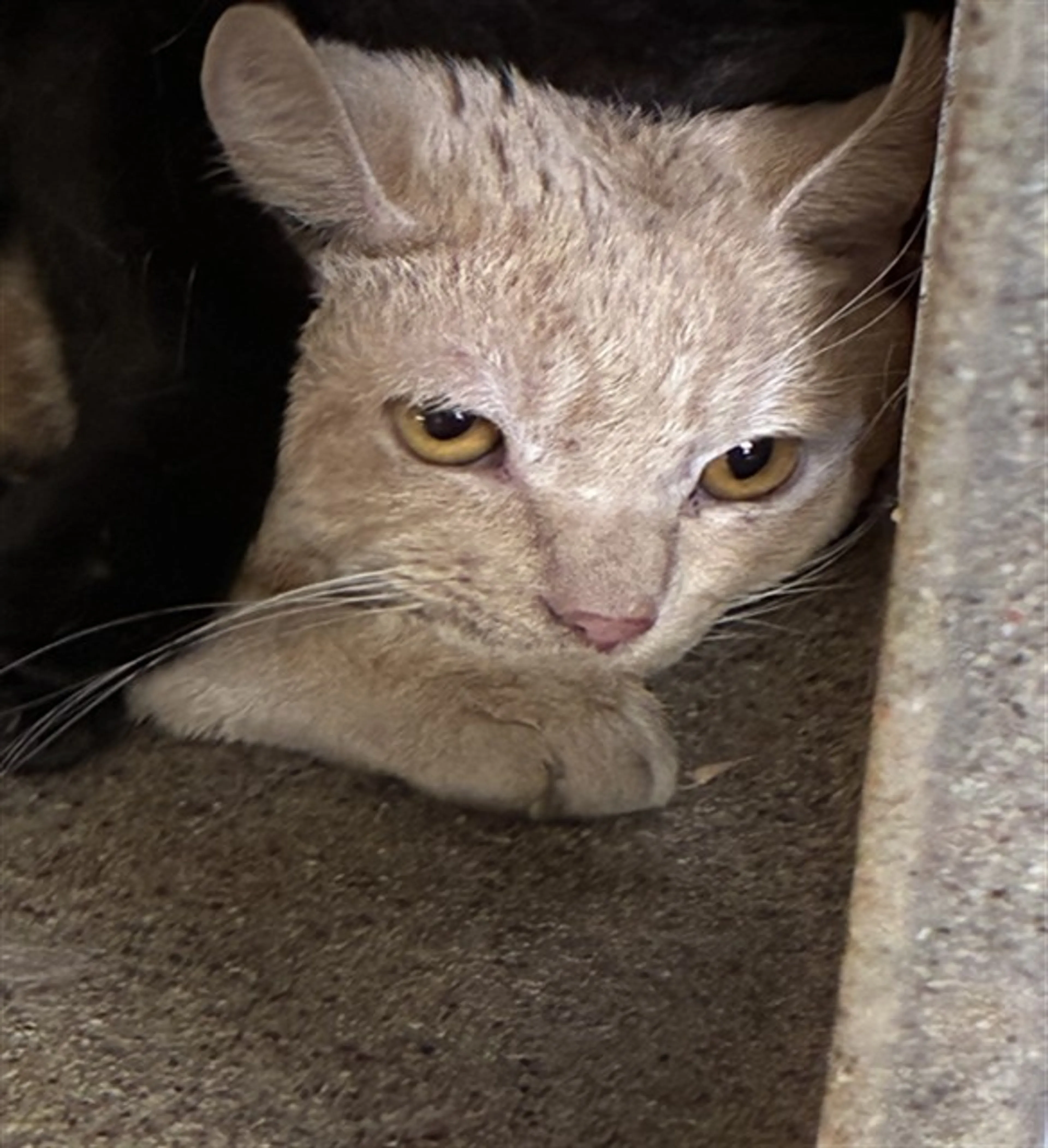 Found pet