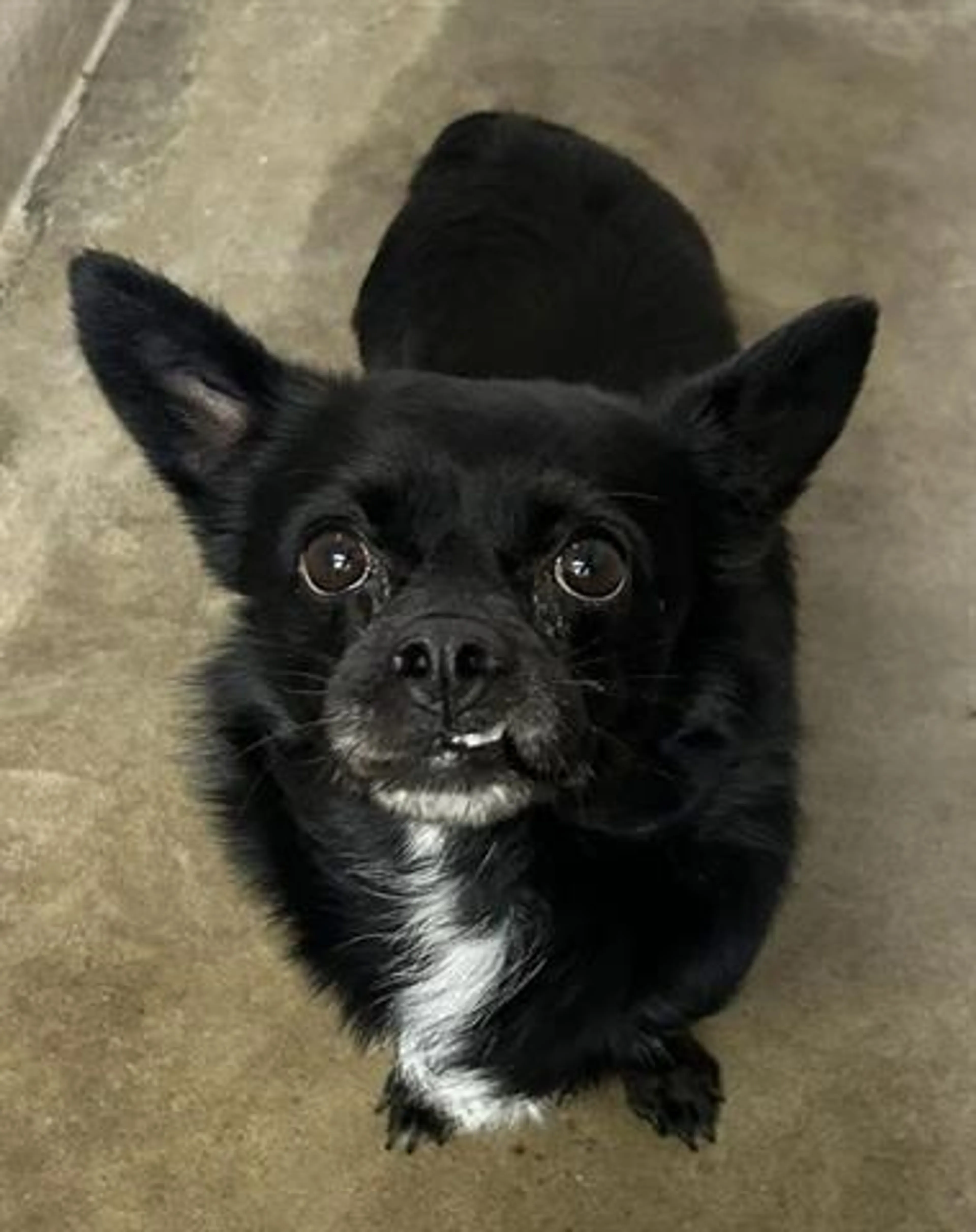 Found pet
