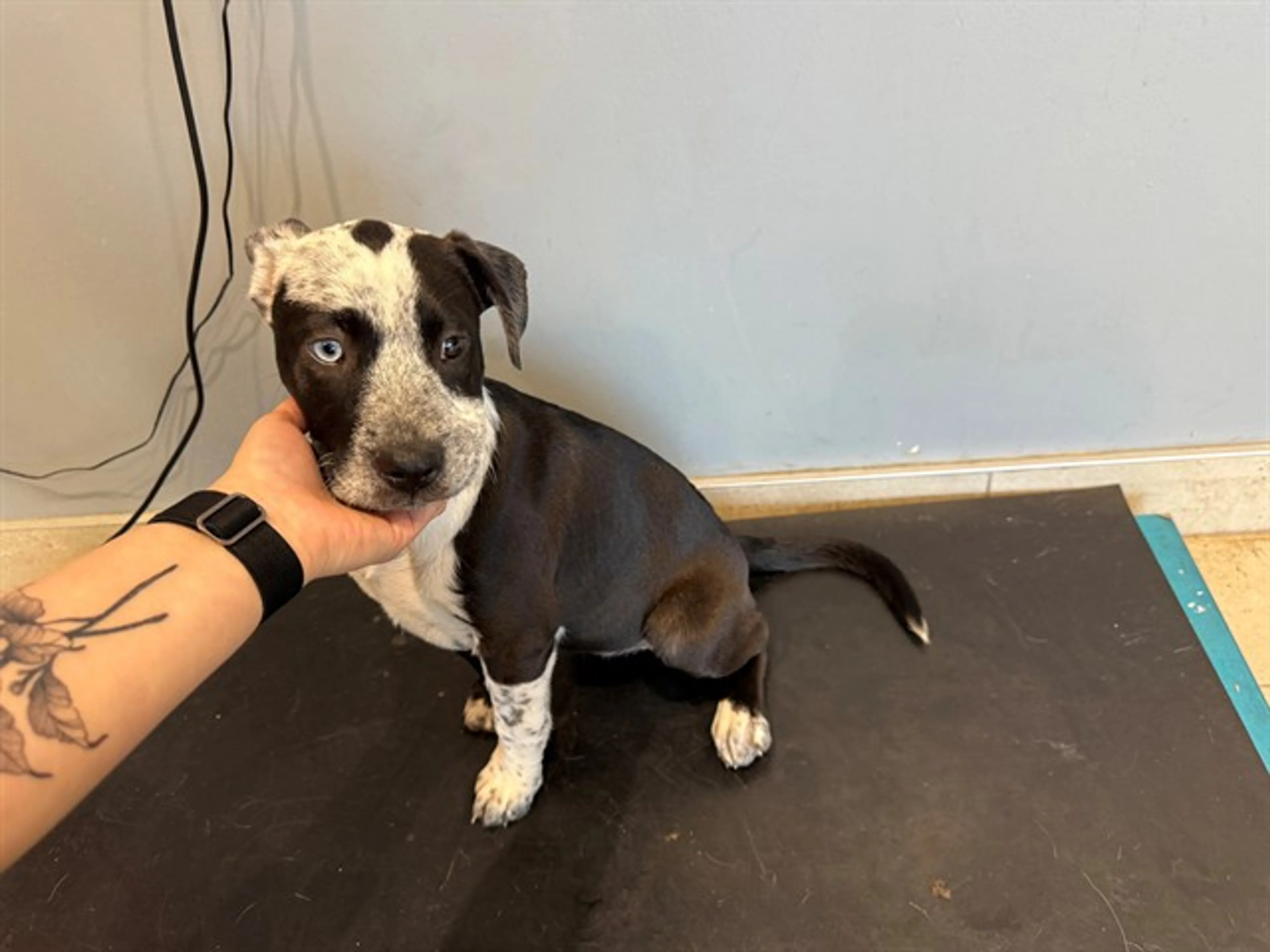 Found pet