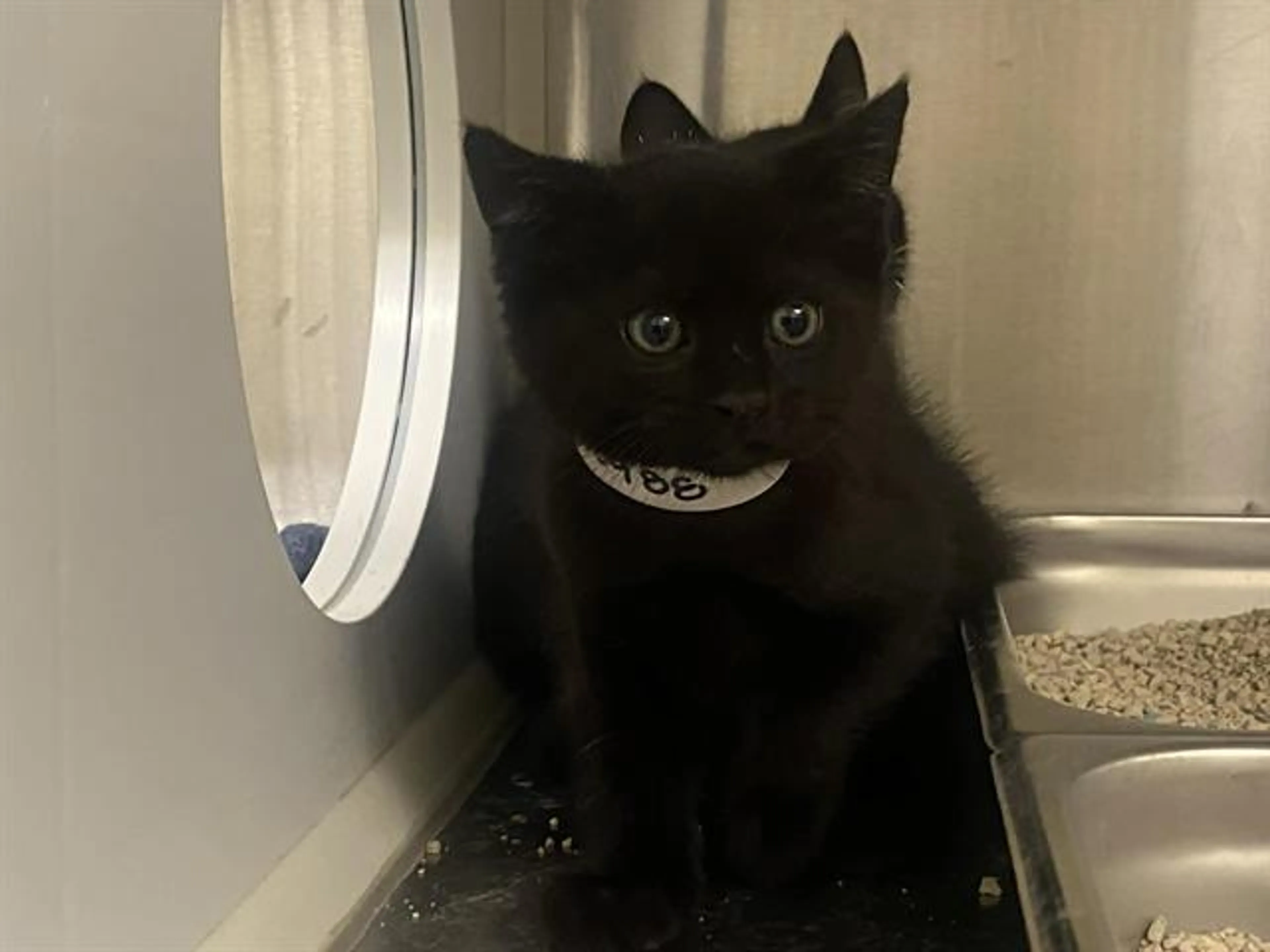 Found pet