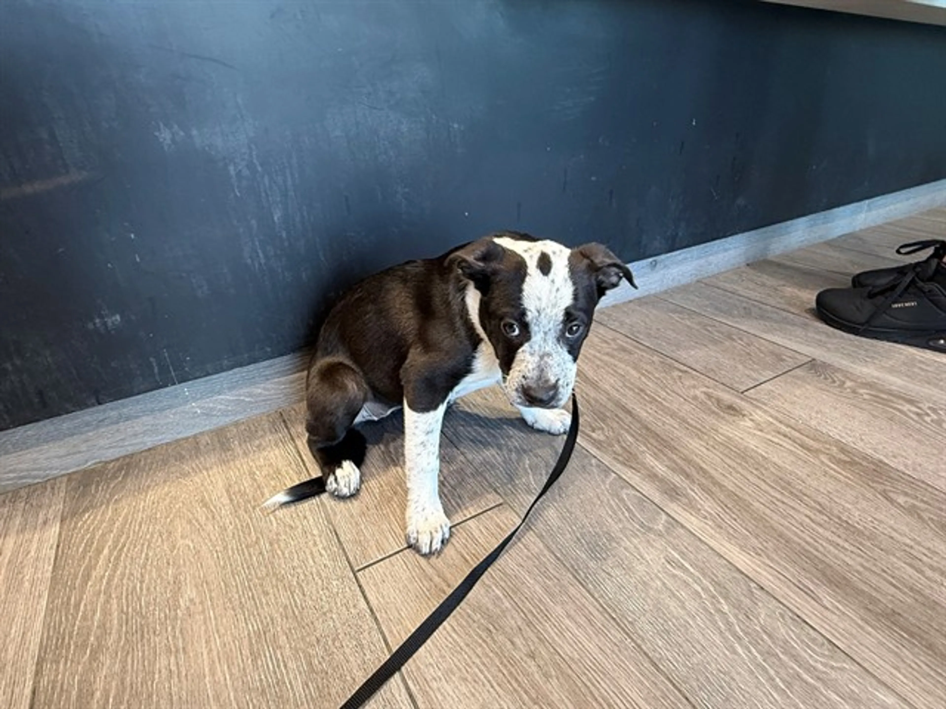 Found pet