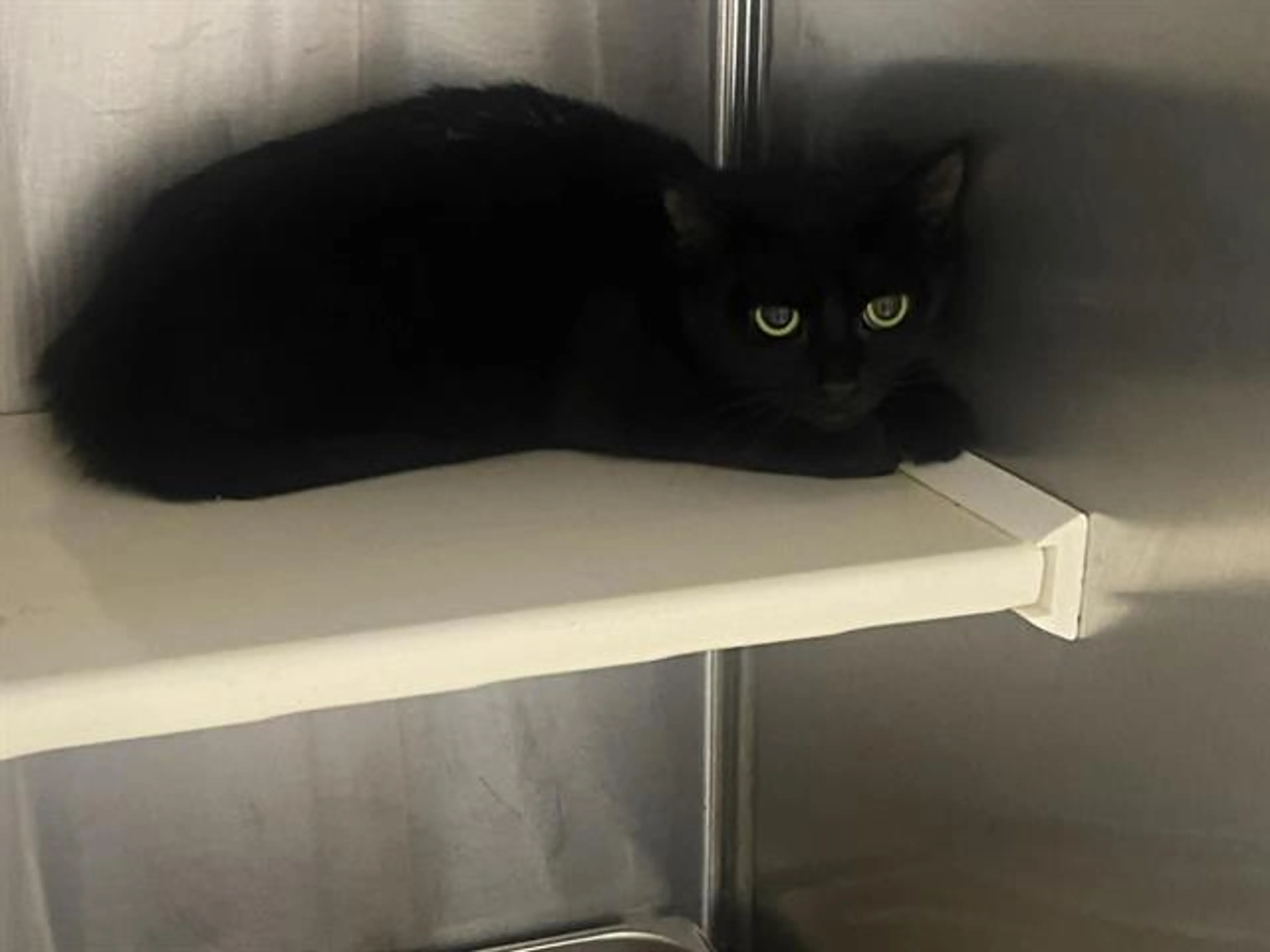 Found pet