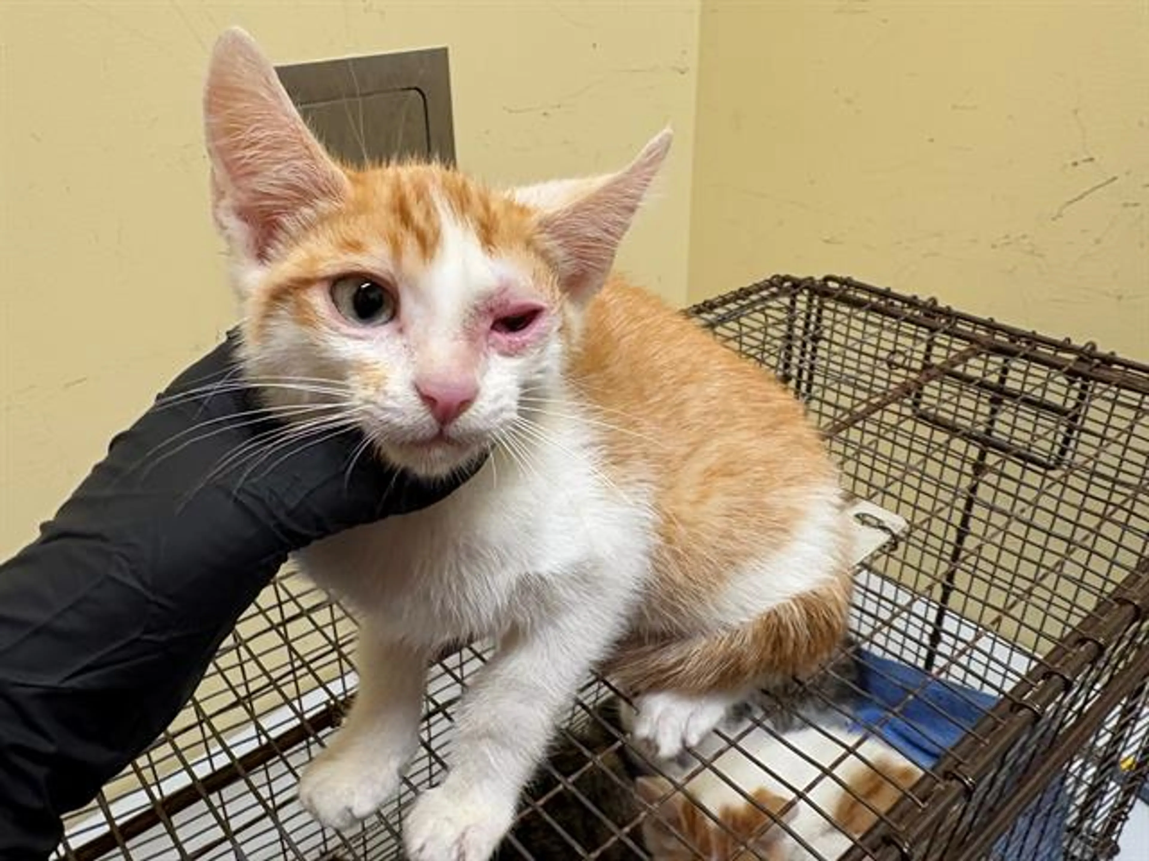 Found pet