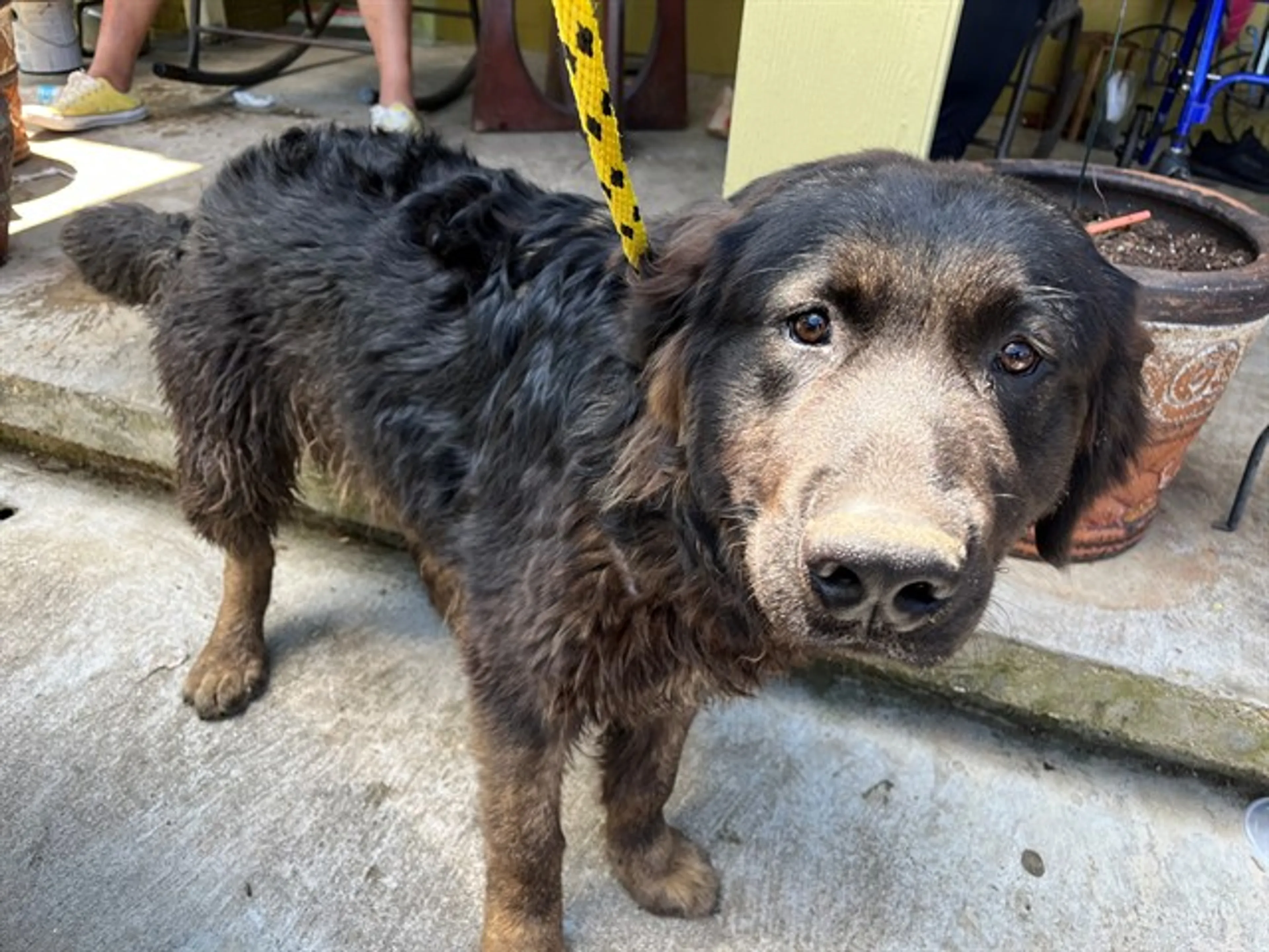 Found pet
