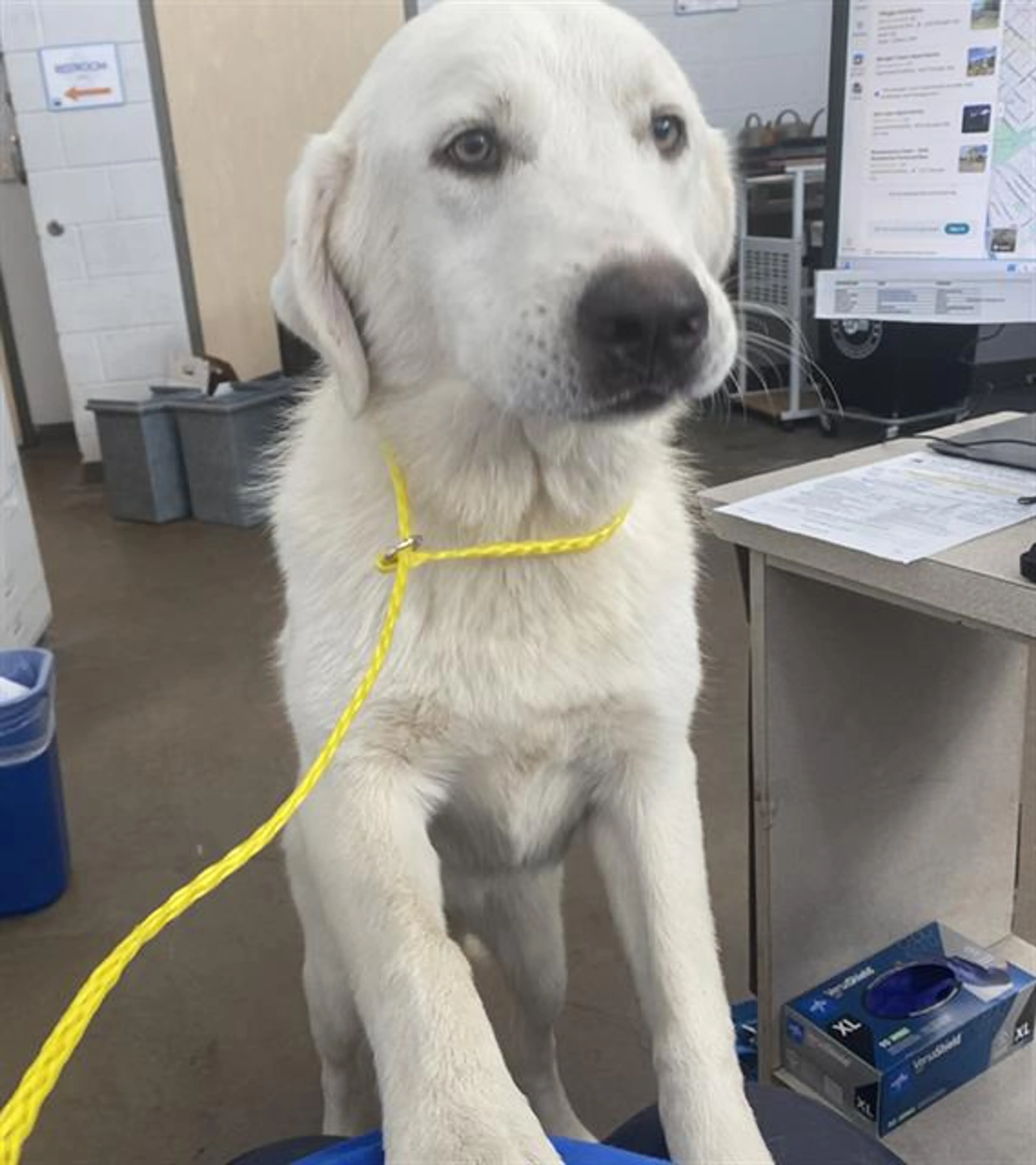 Found pet