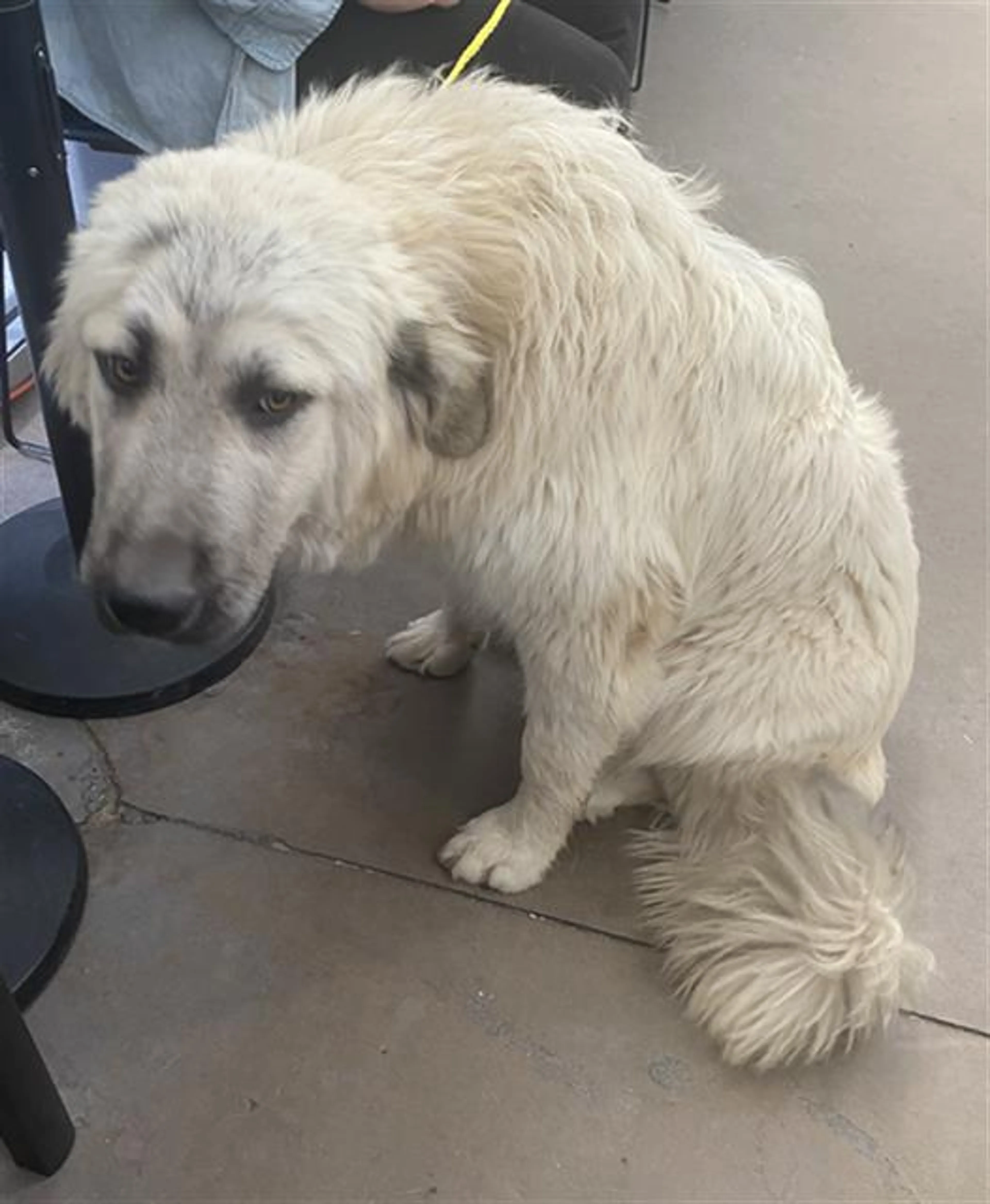 Found pet