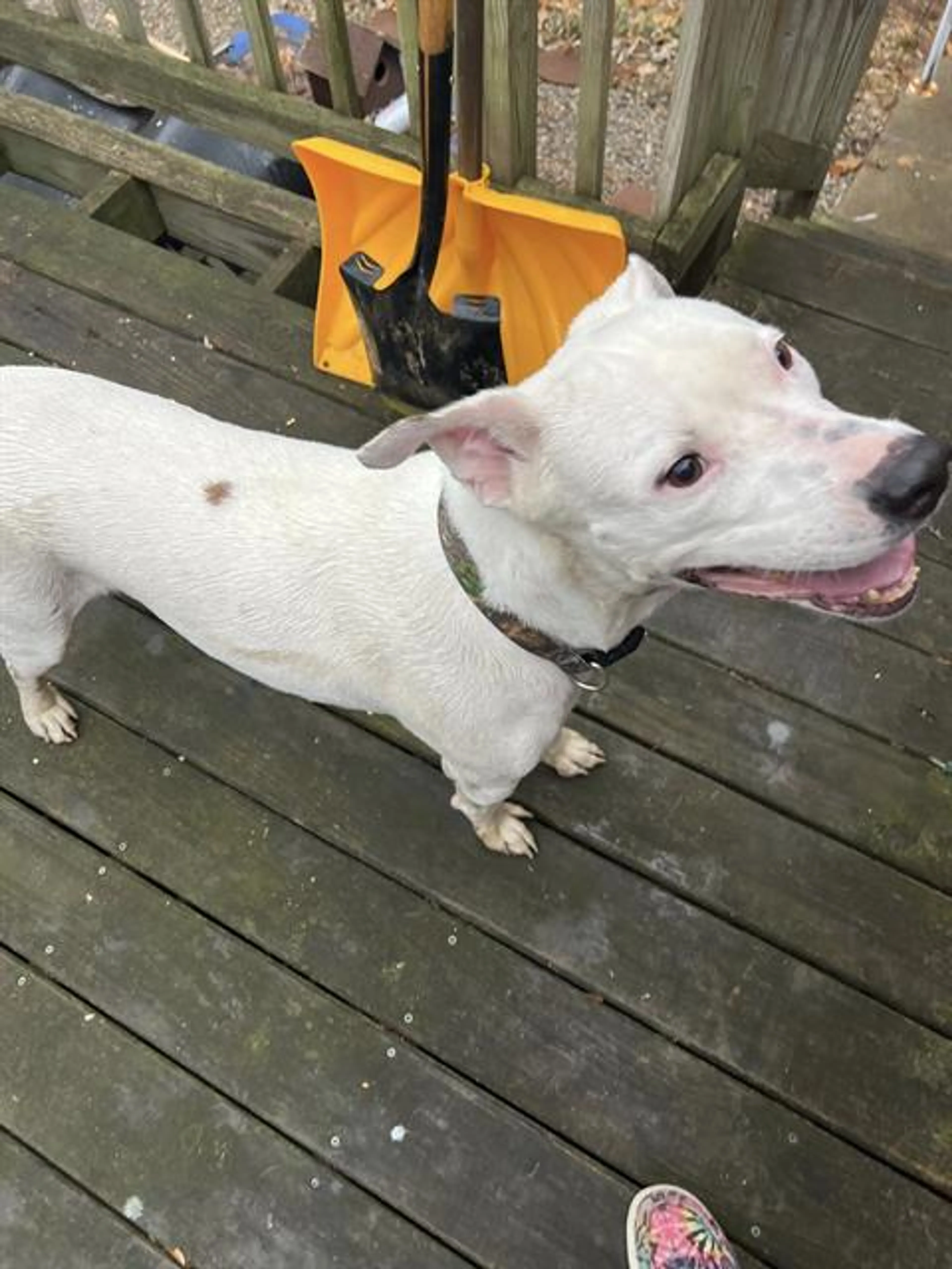 Found pet