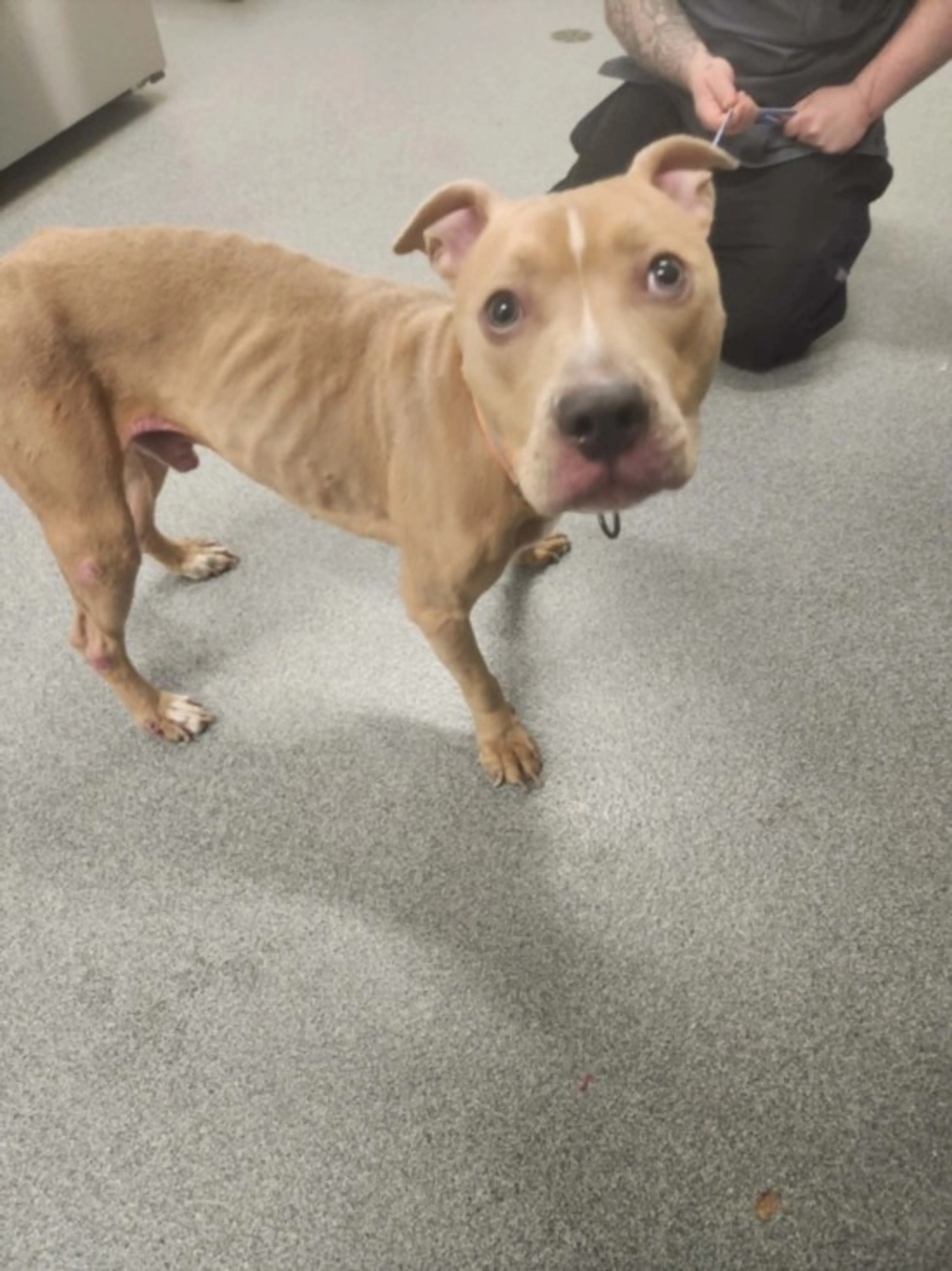 Found pet