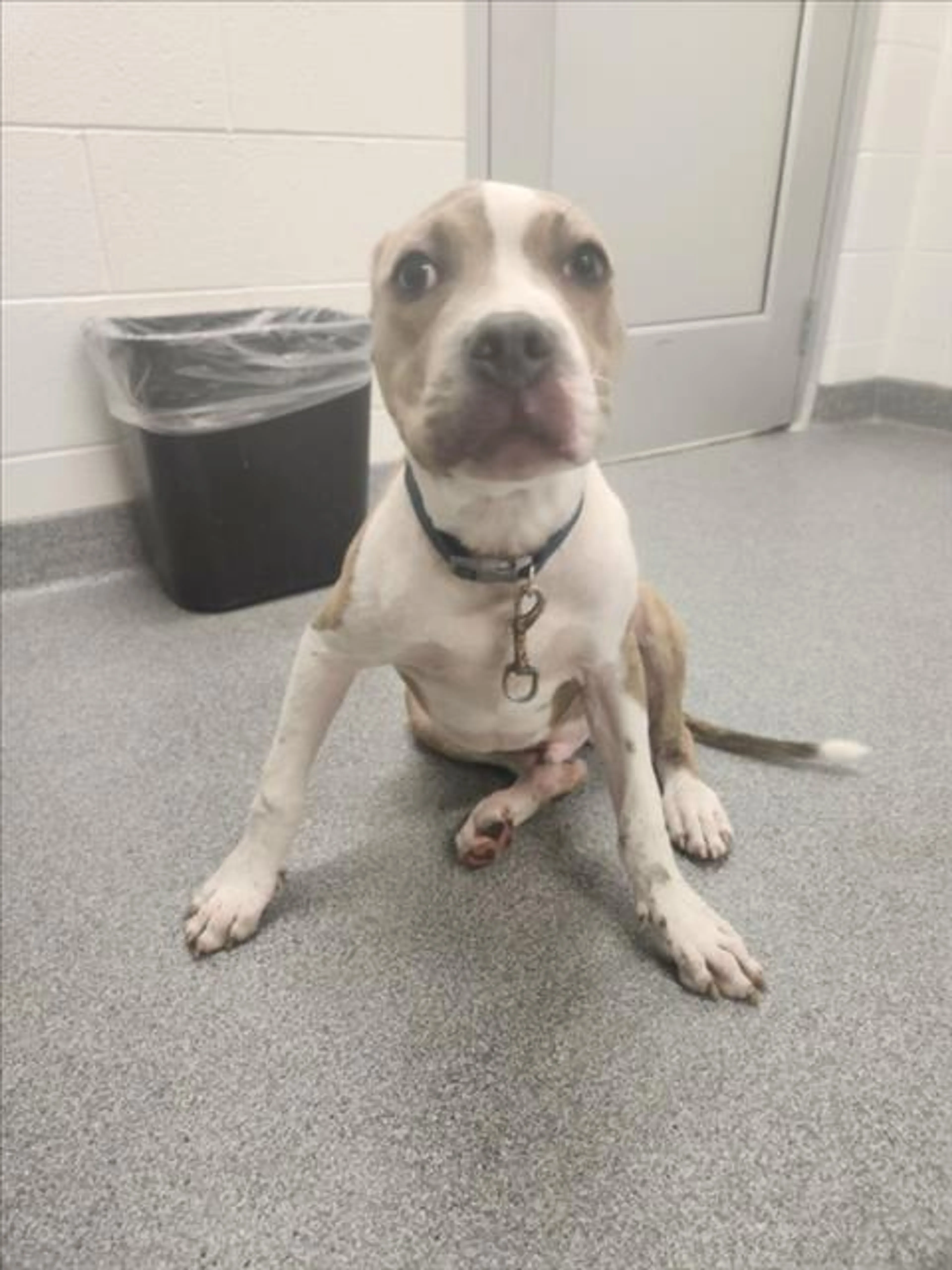 Found pet