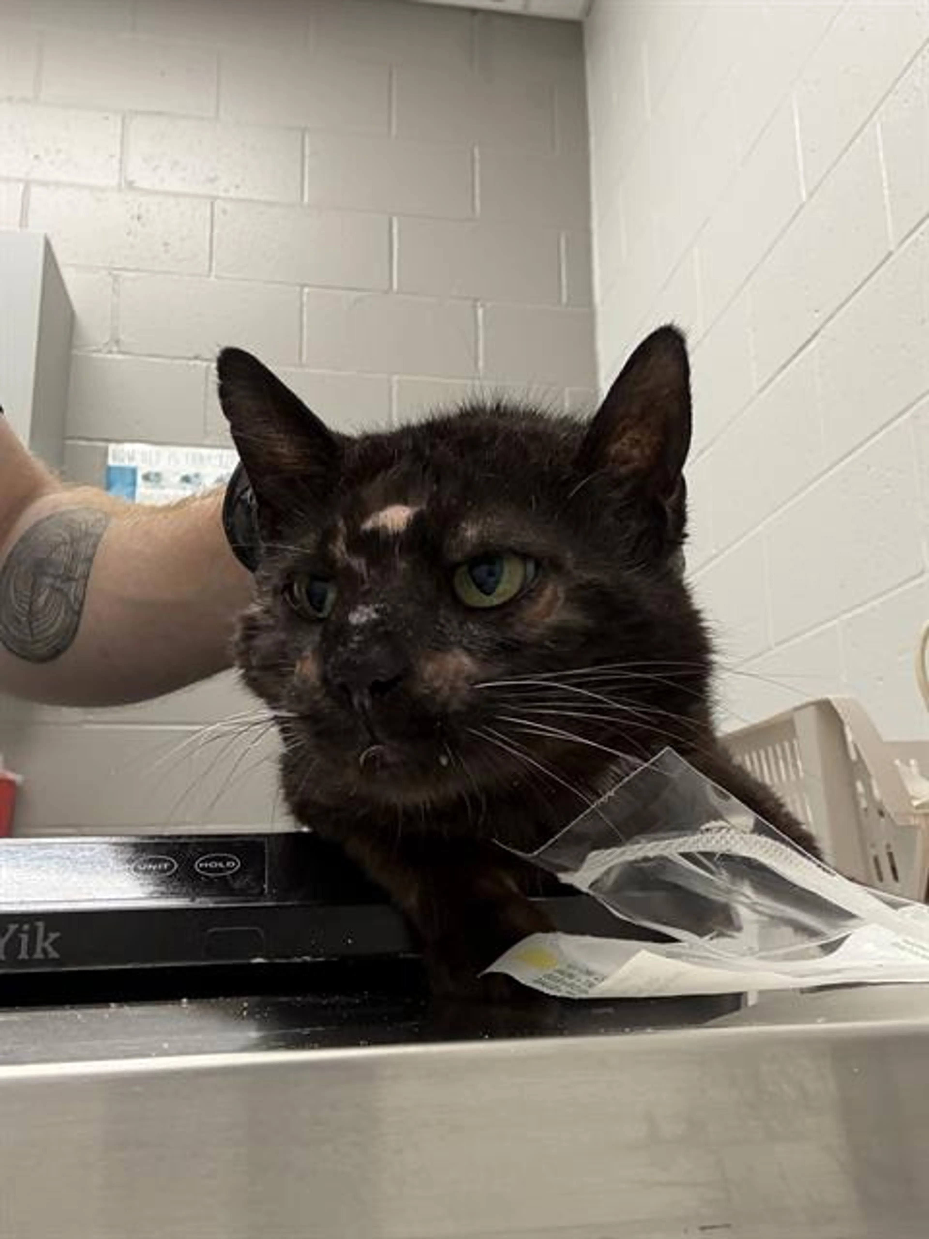 Found pet