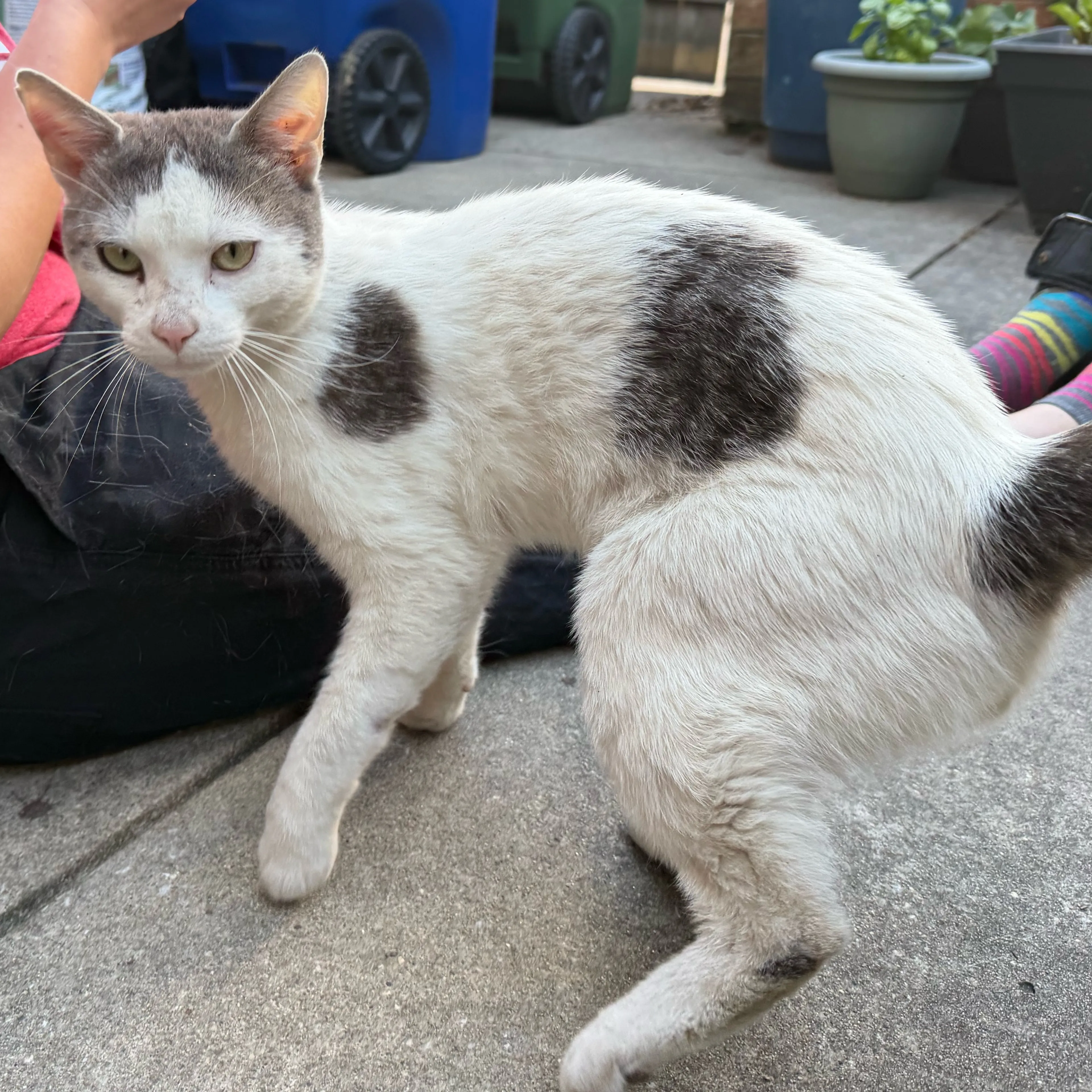 Found pet-1