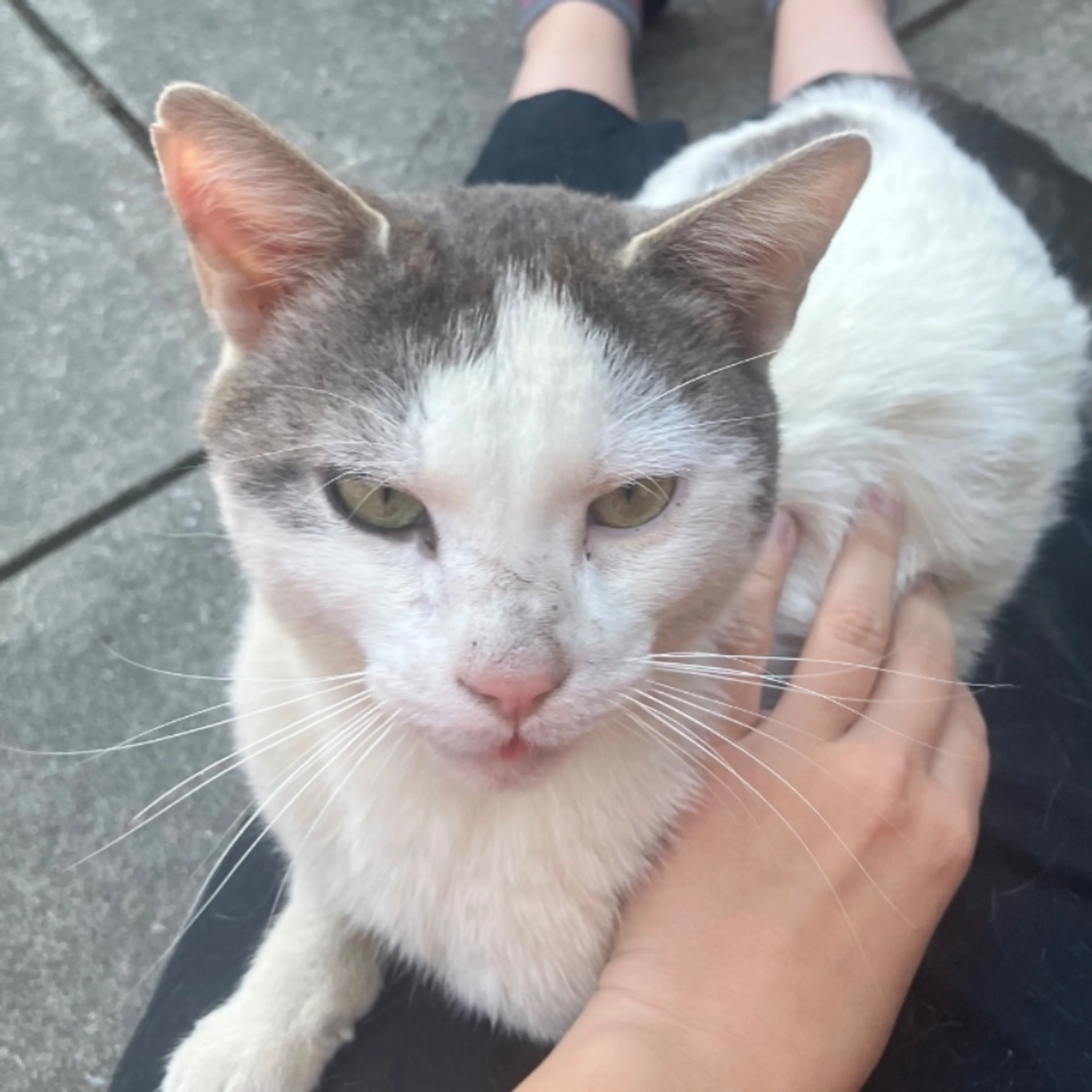 Found pet-0