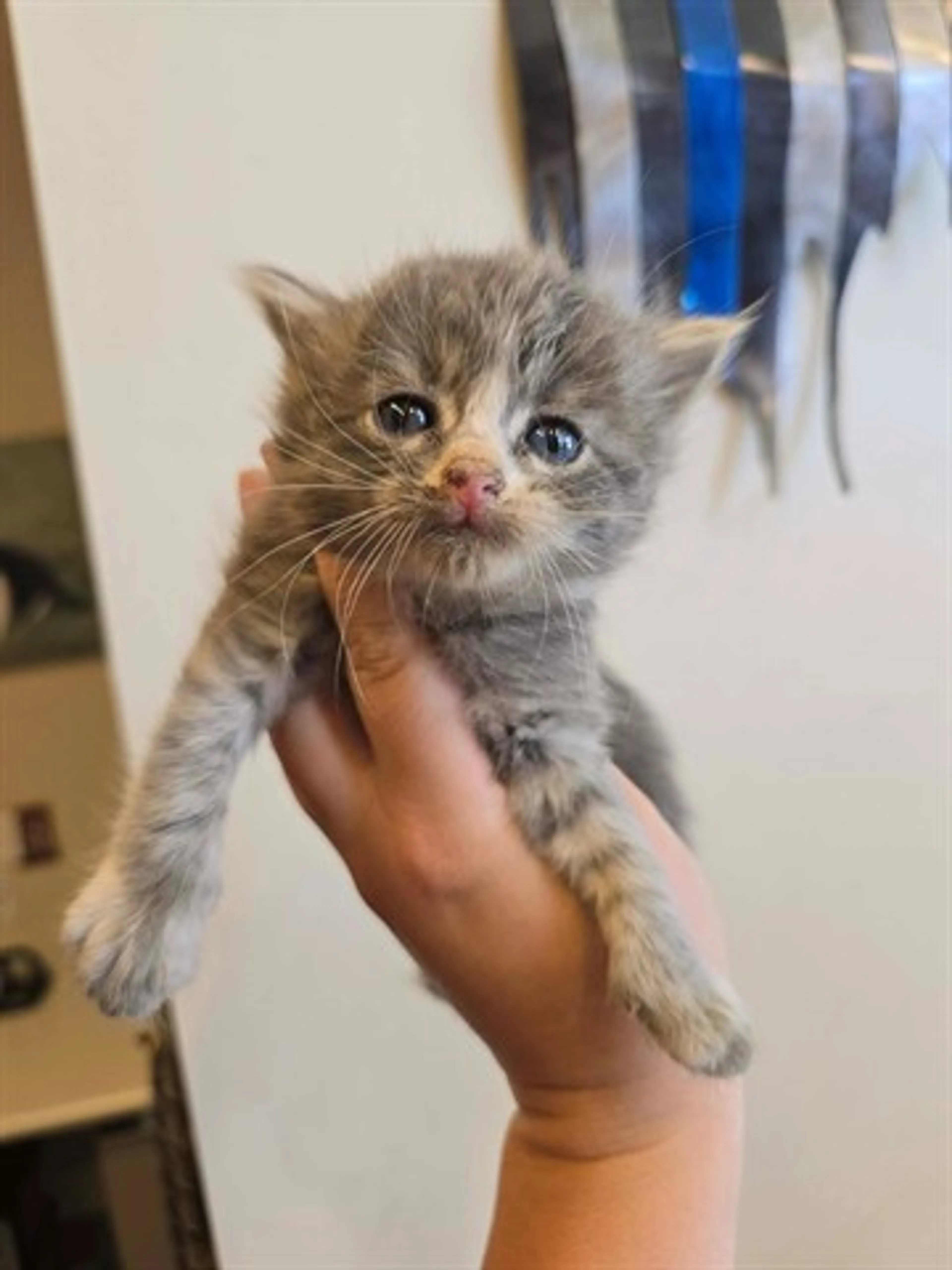 Found pet