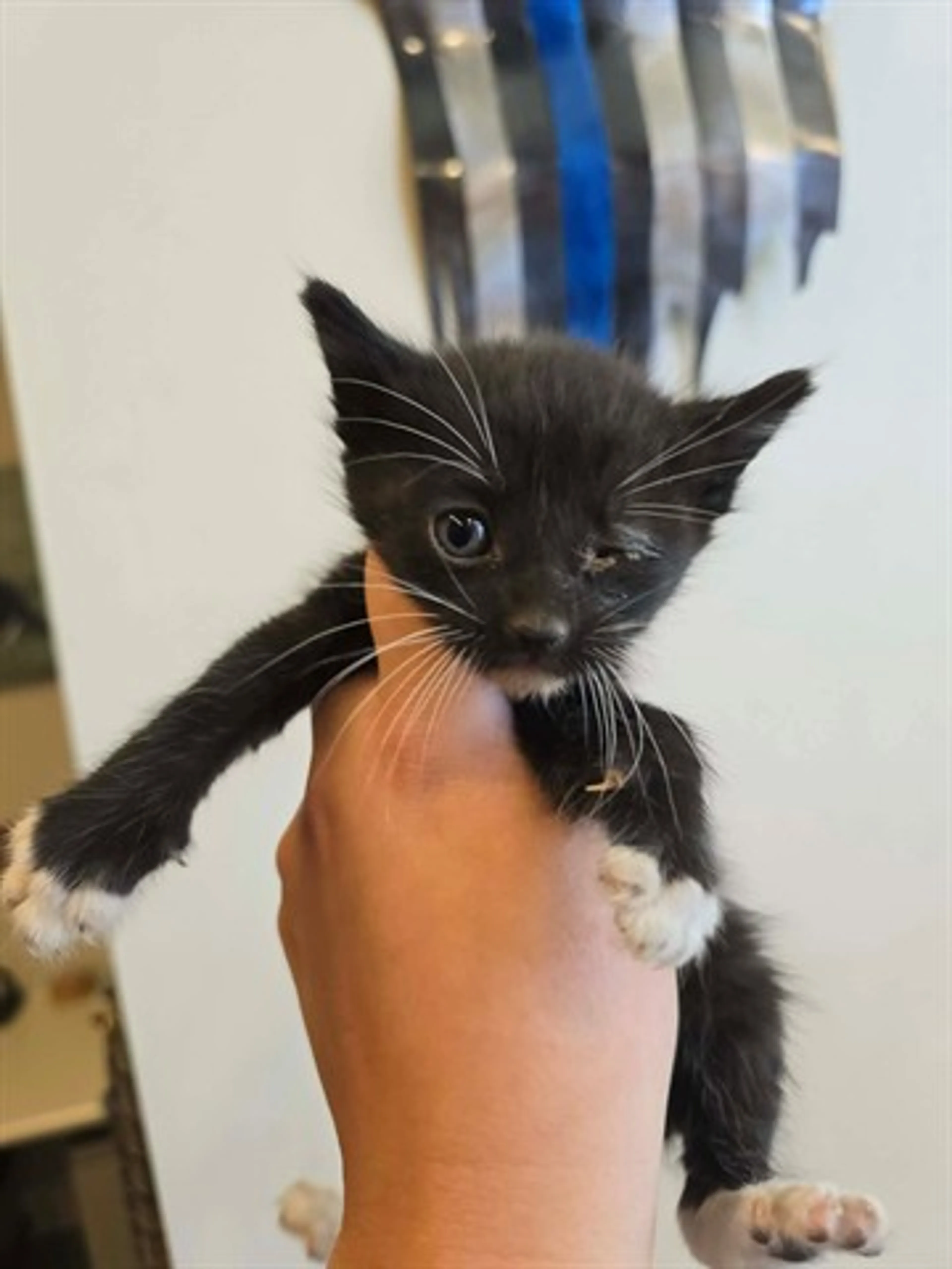 Found pet