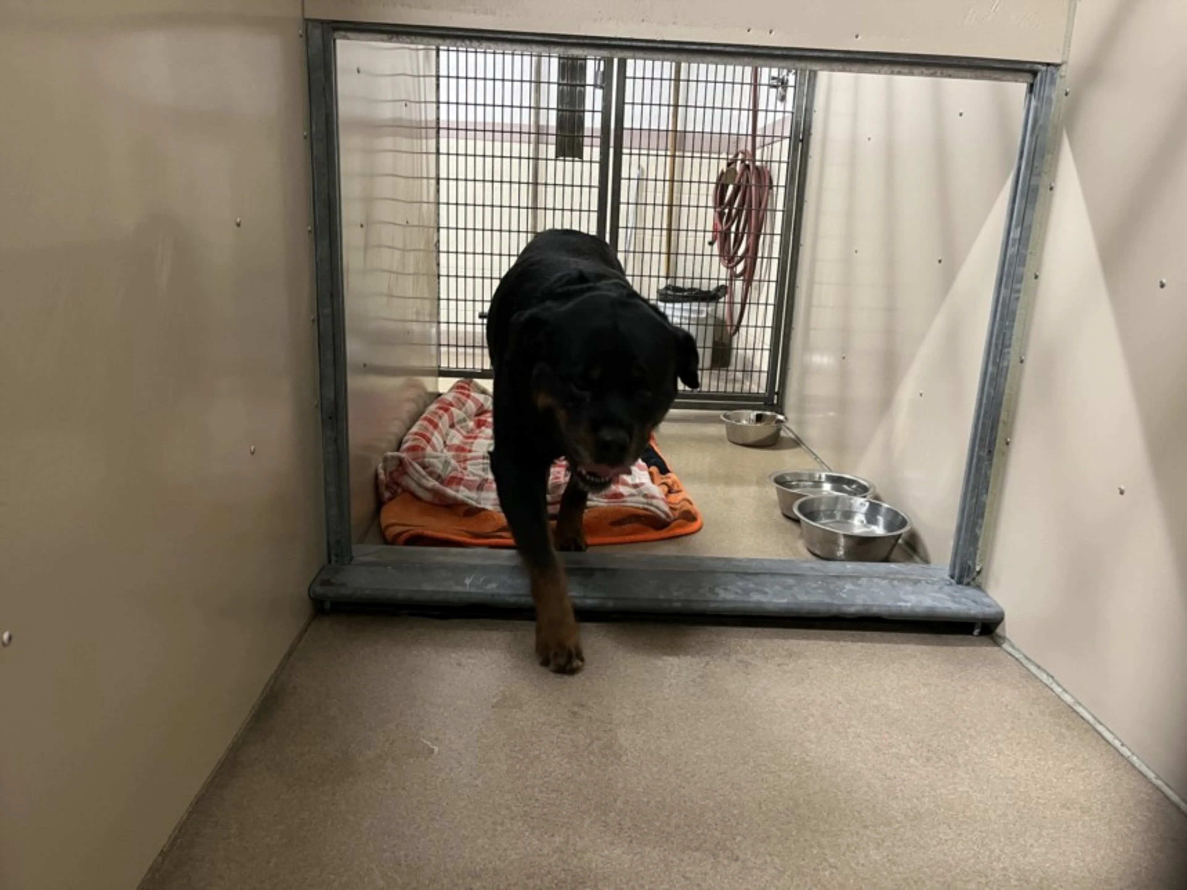 Found pet