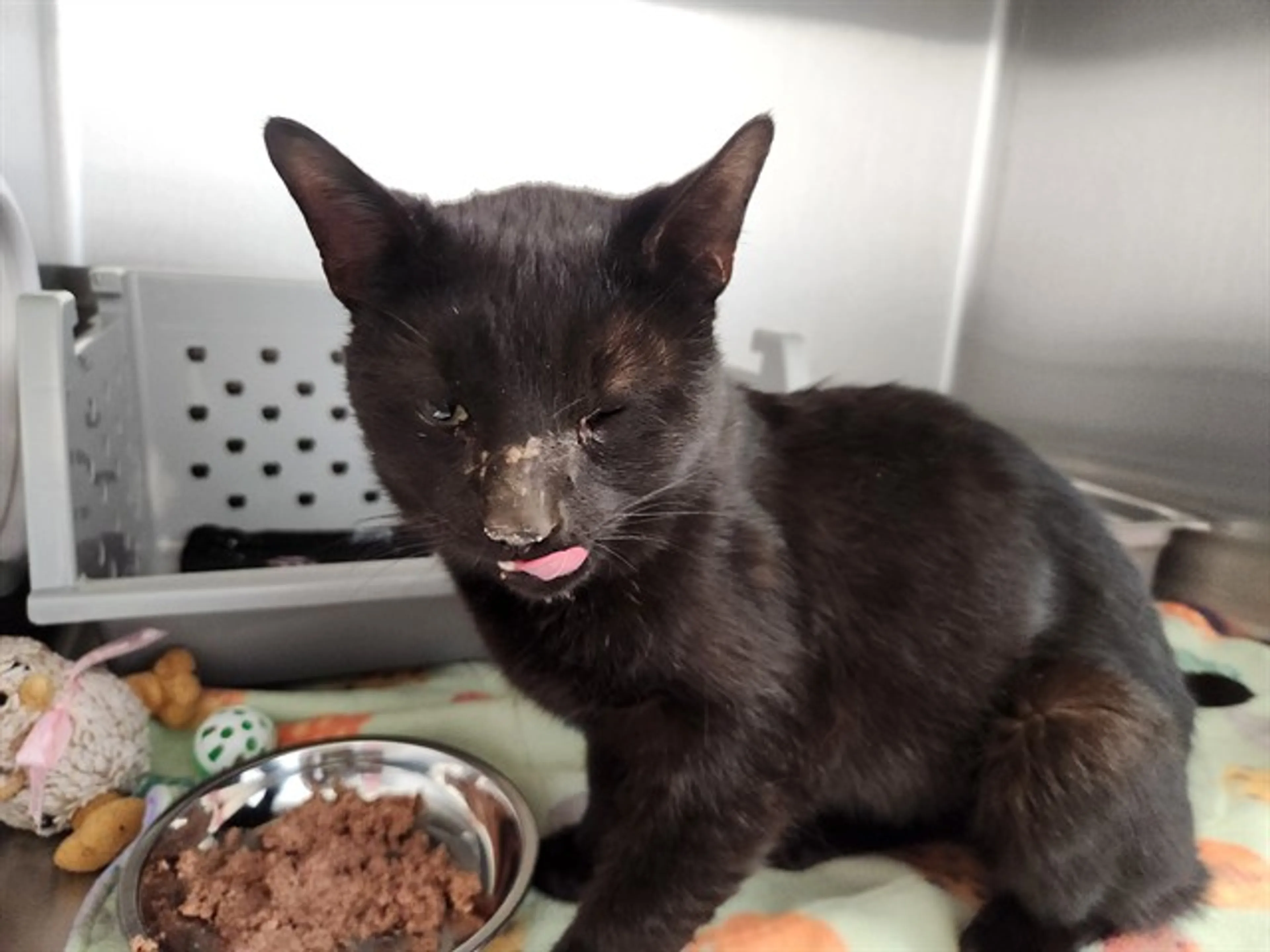 Found pet