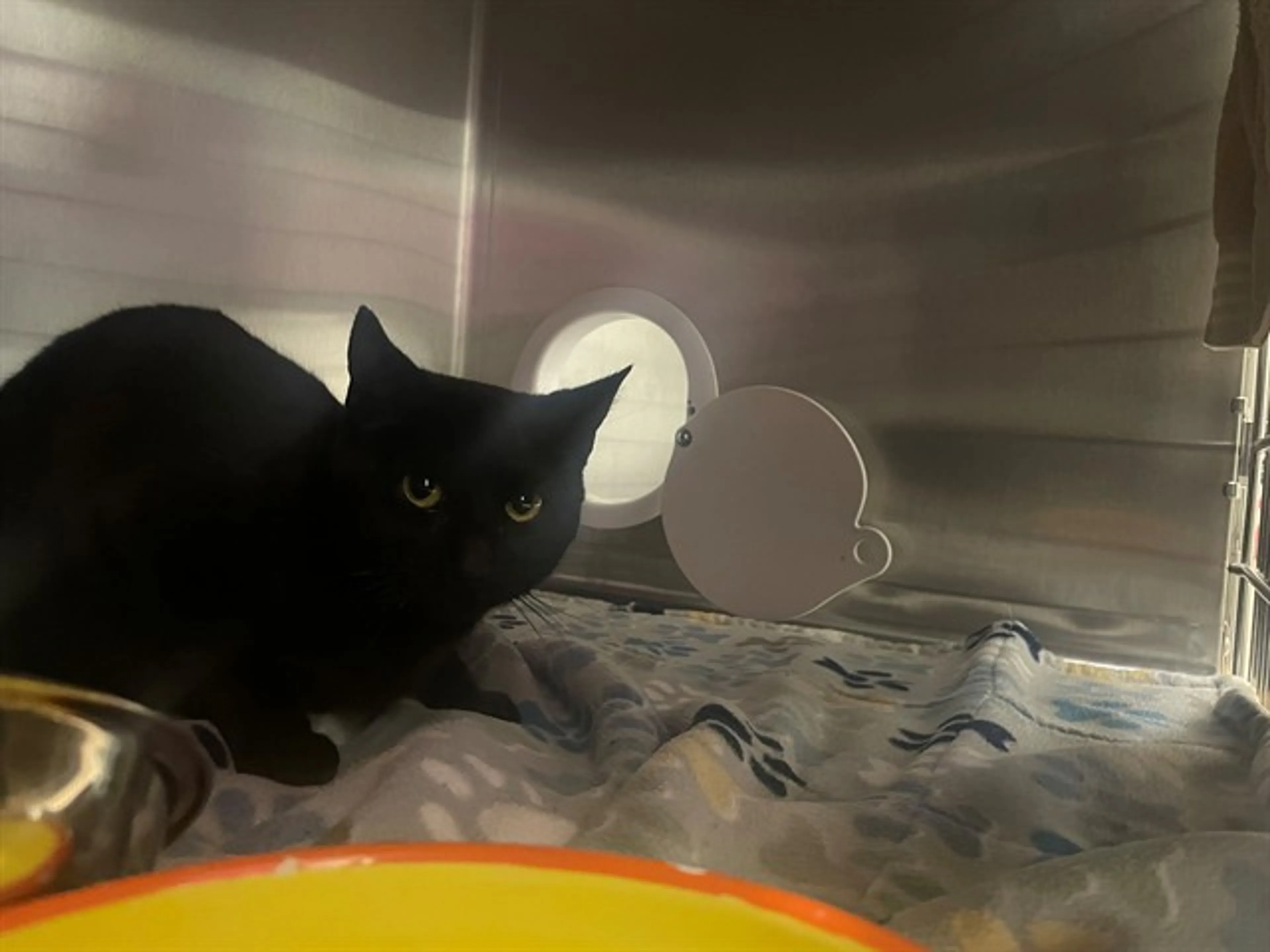 Found pet