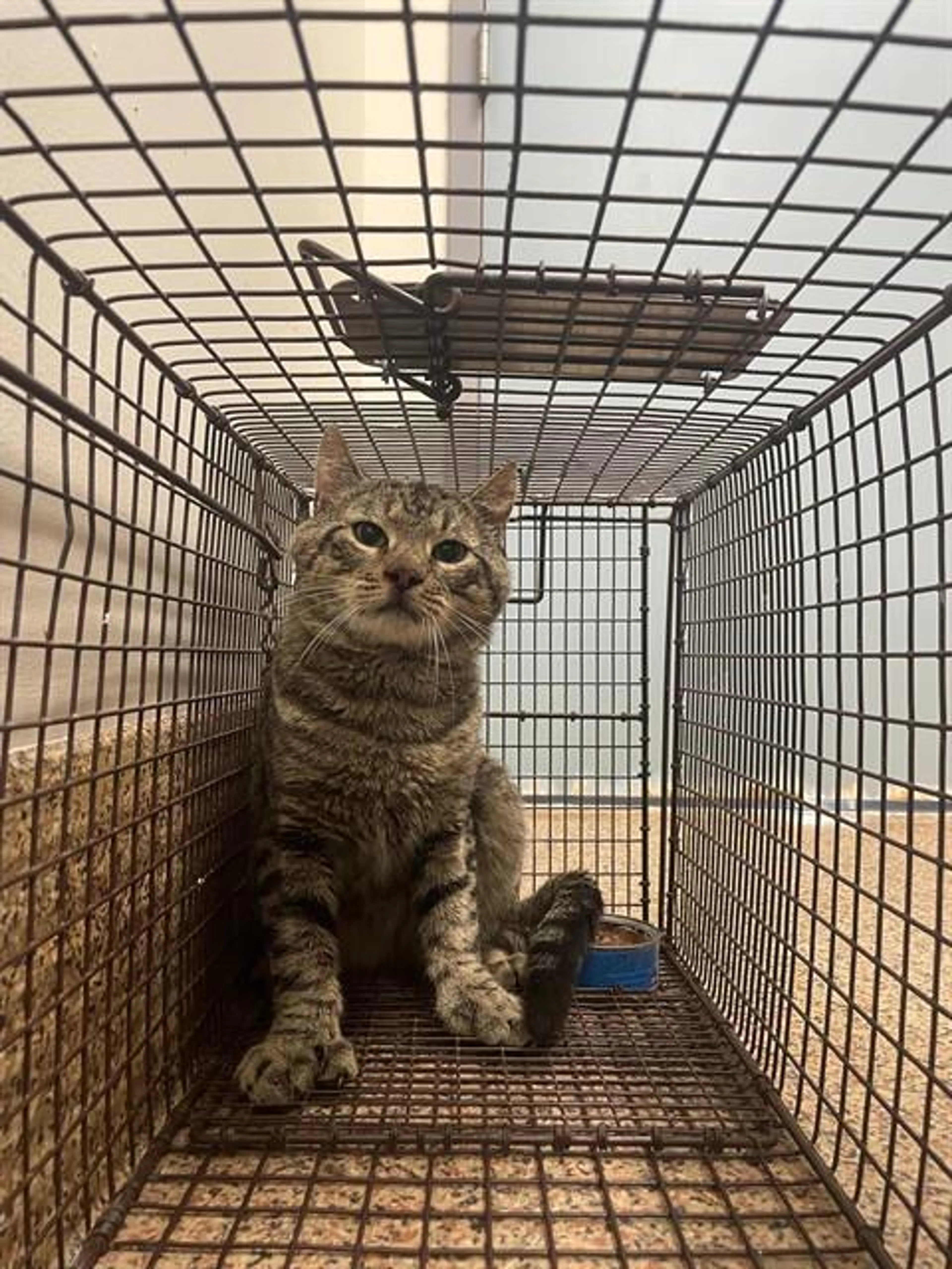 Found pet