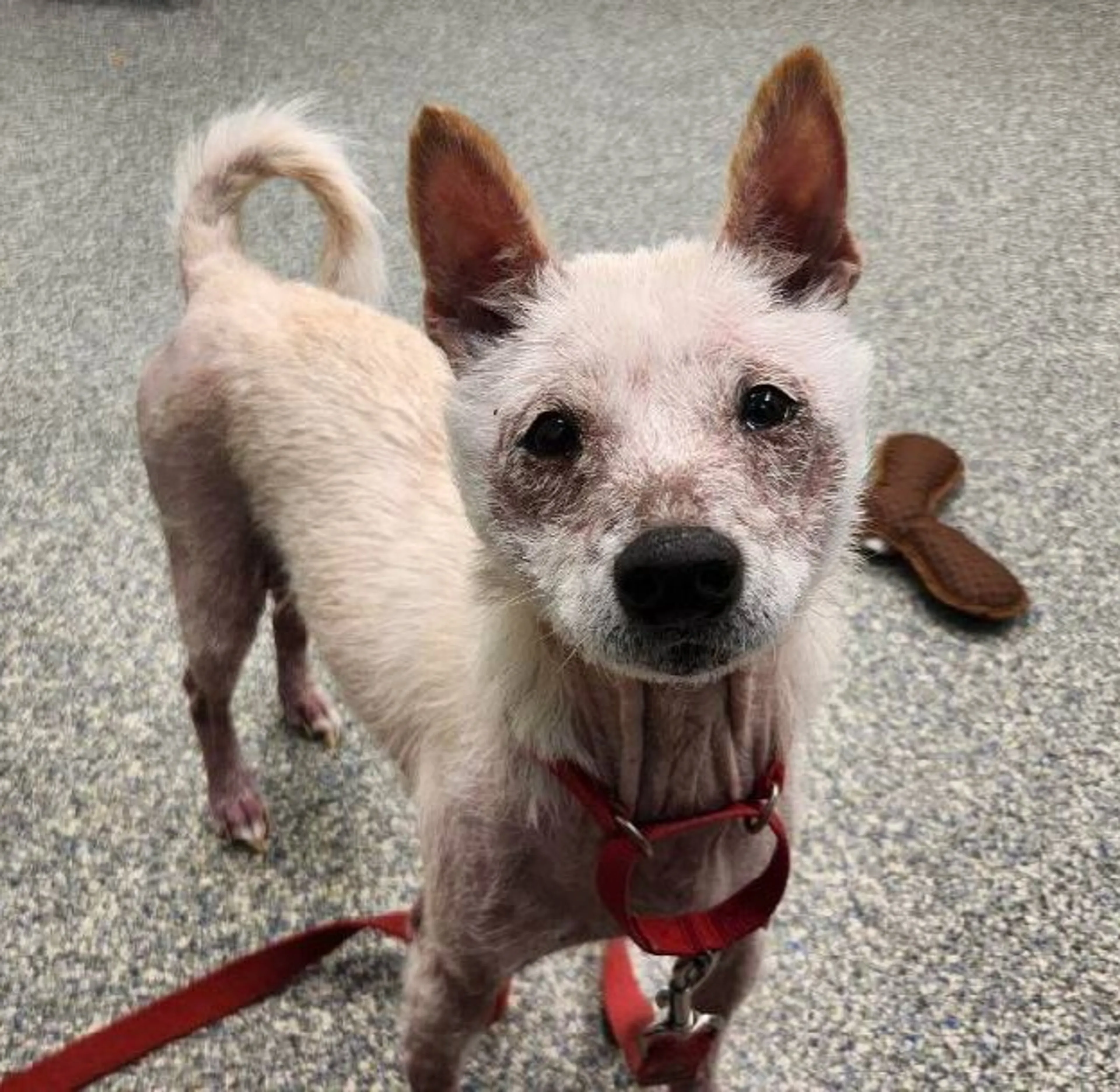 Found pet