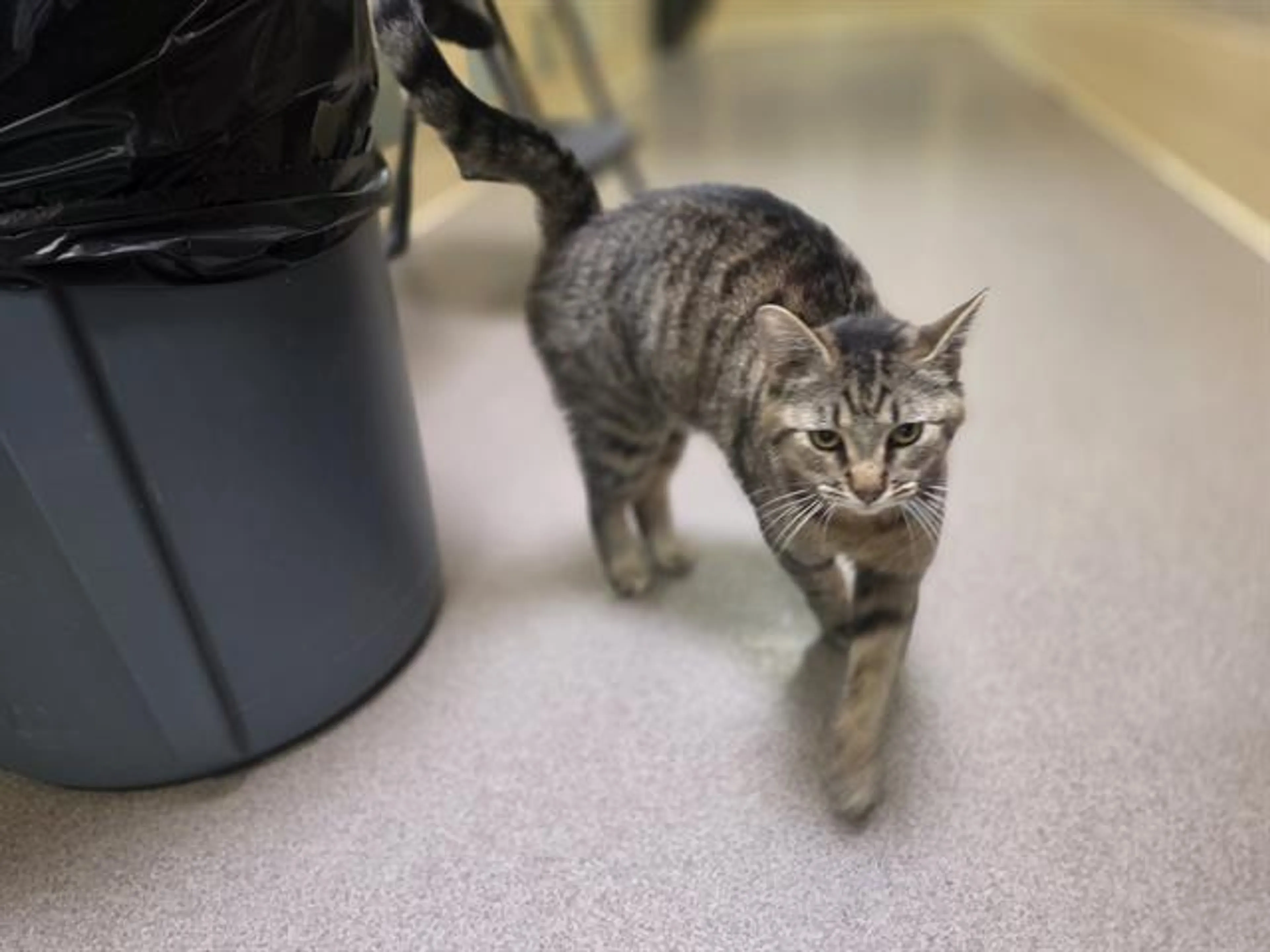 Found pet