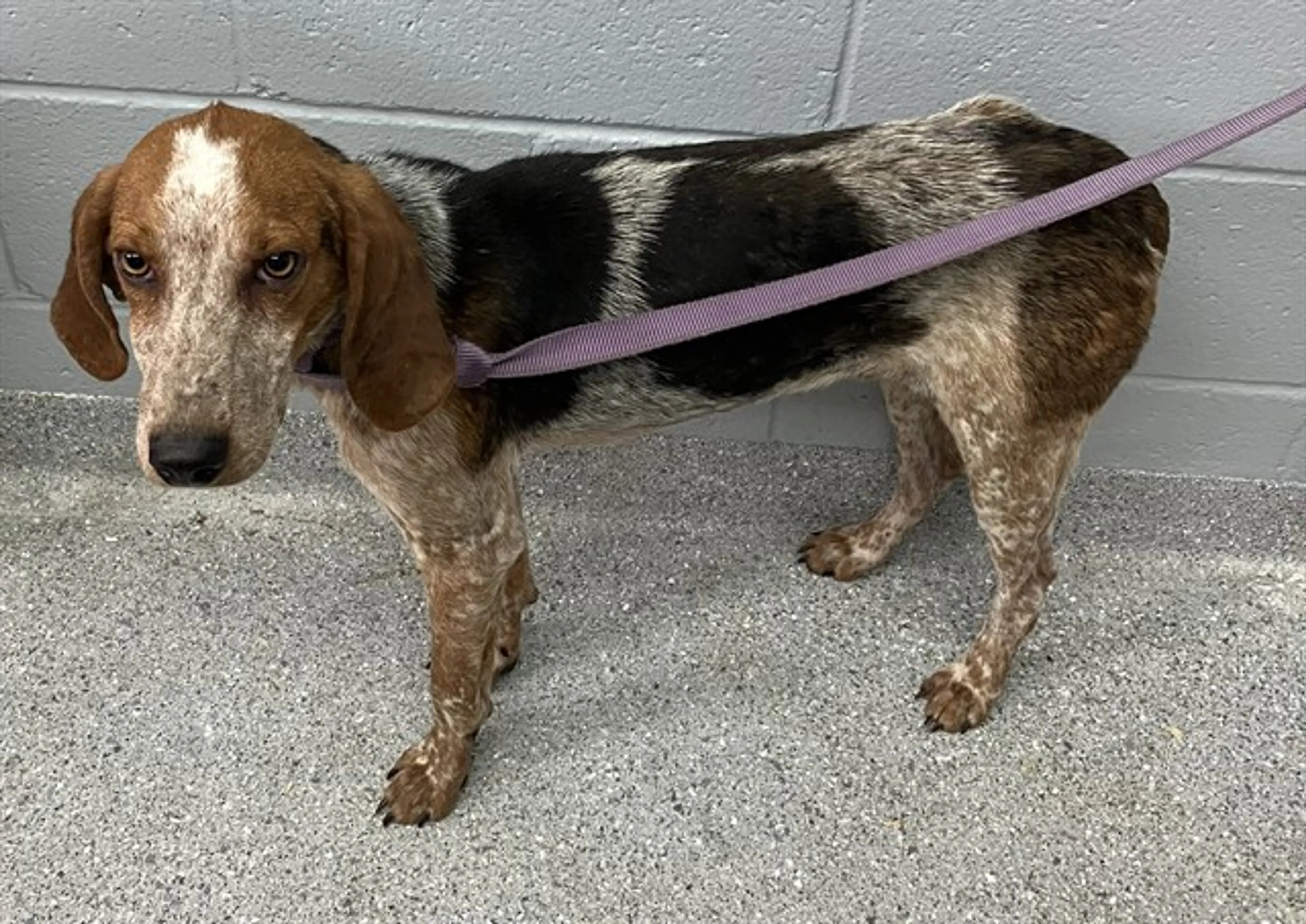 Found pet