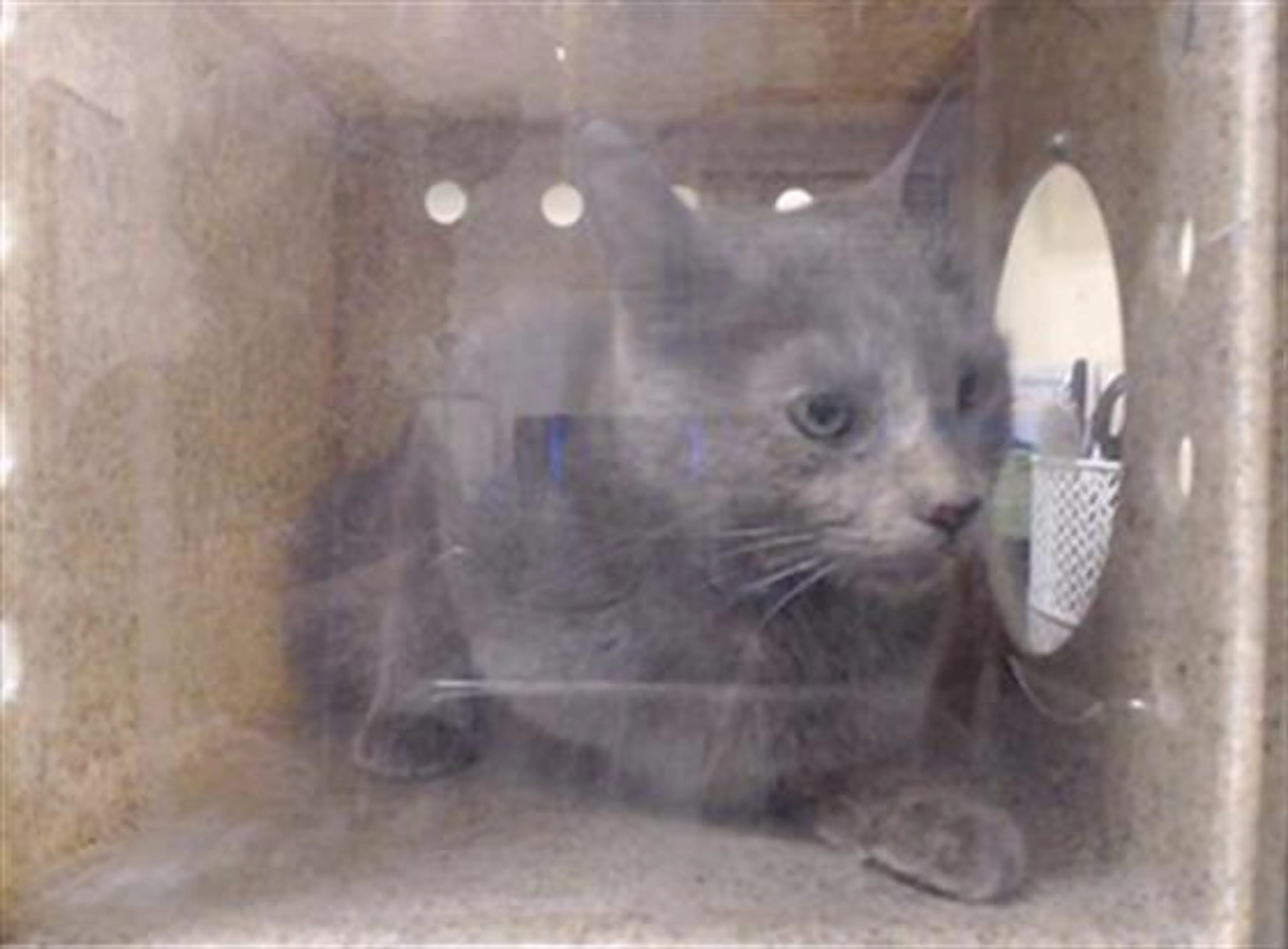 Found pet