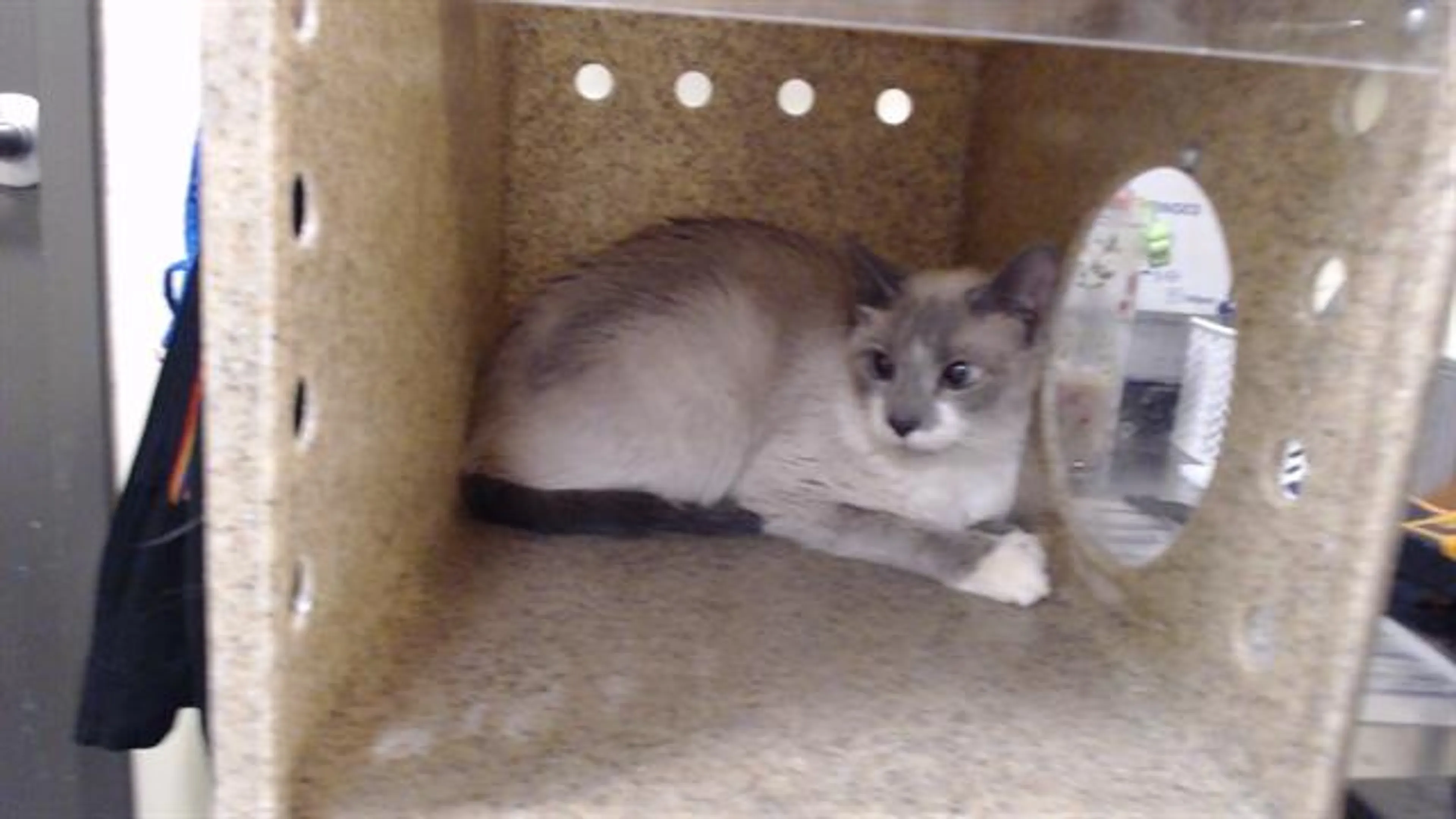 Found pet