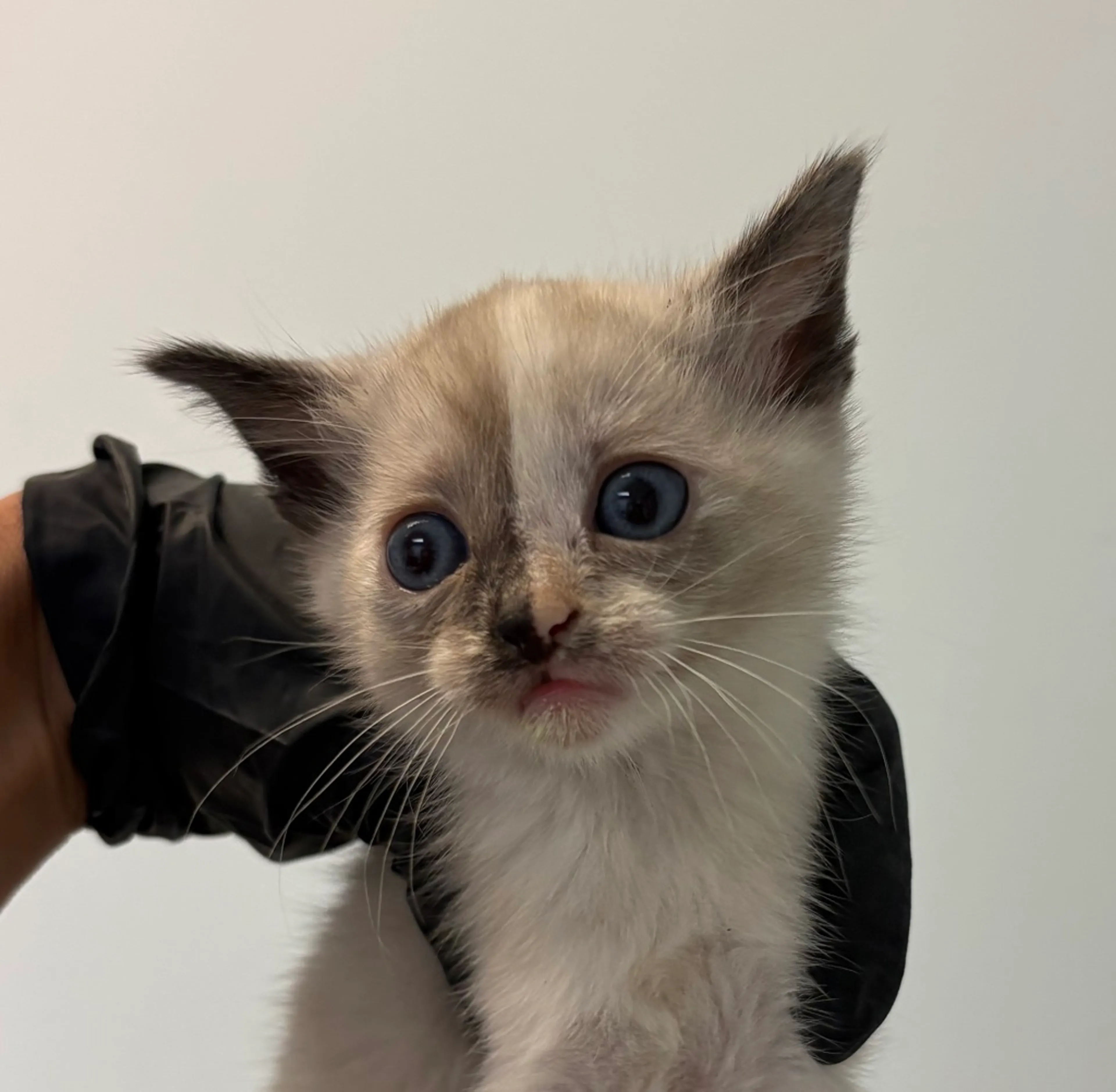 Found pet