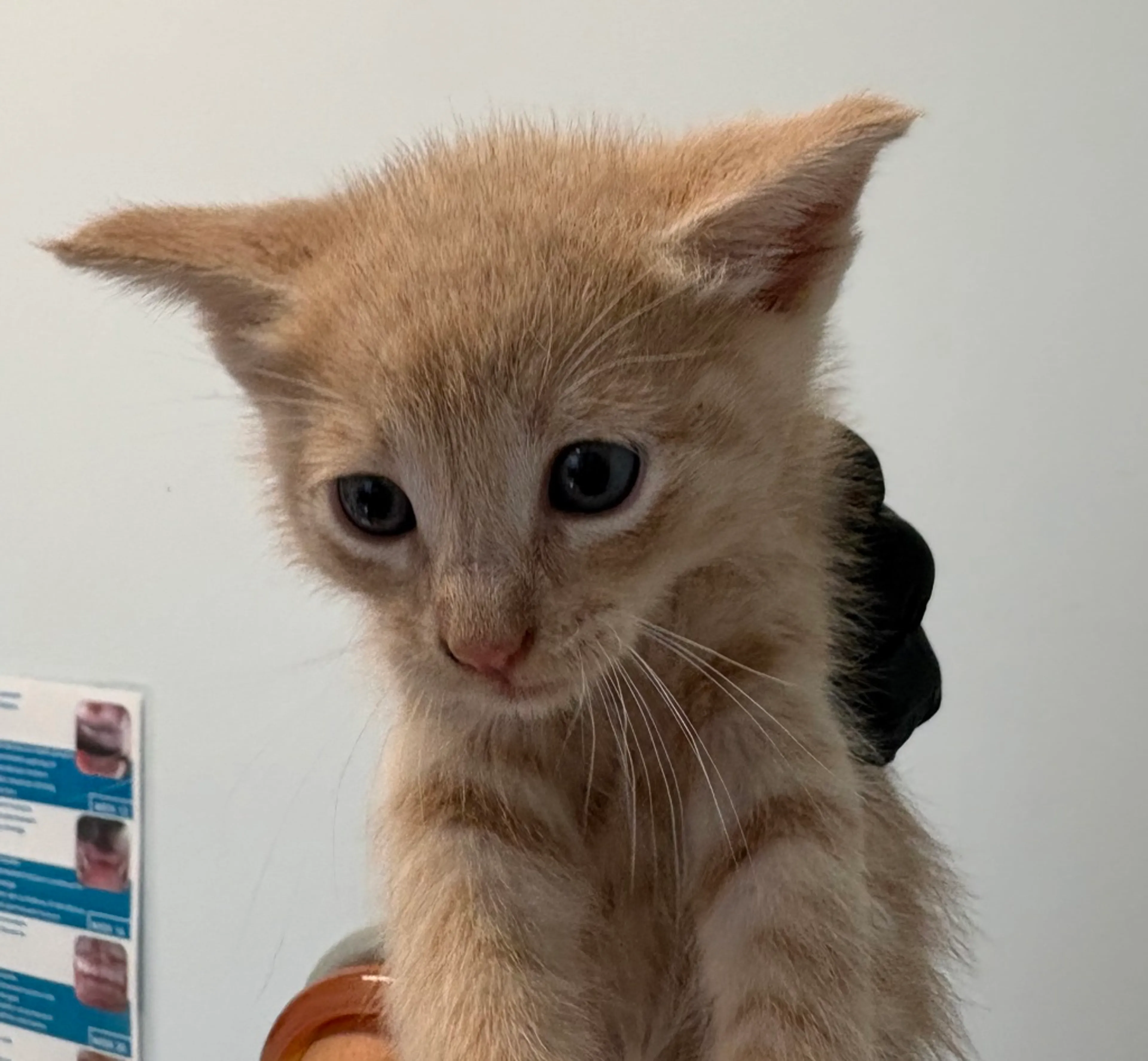 Found pet