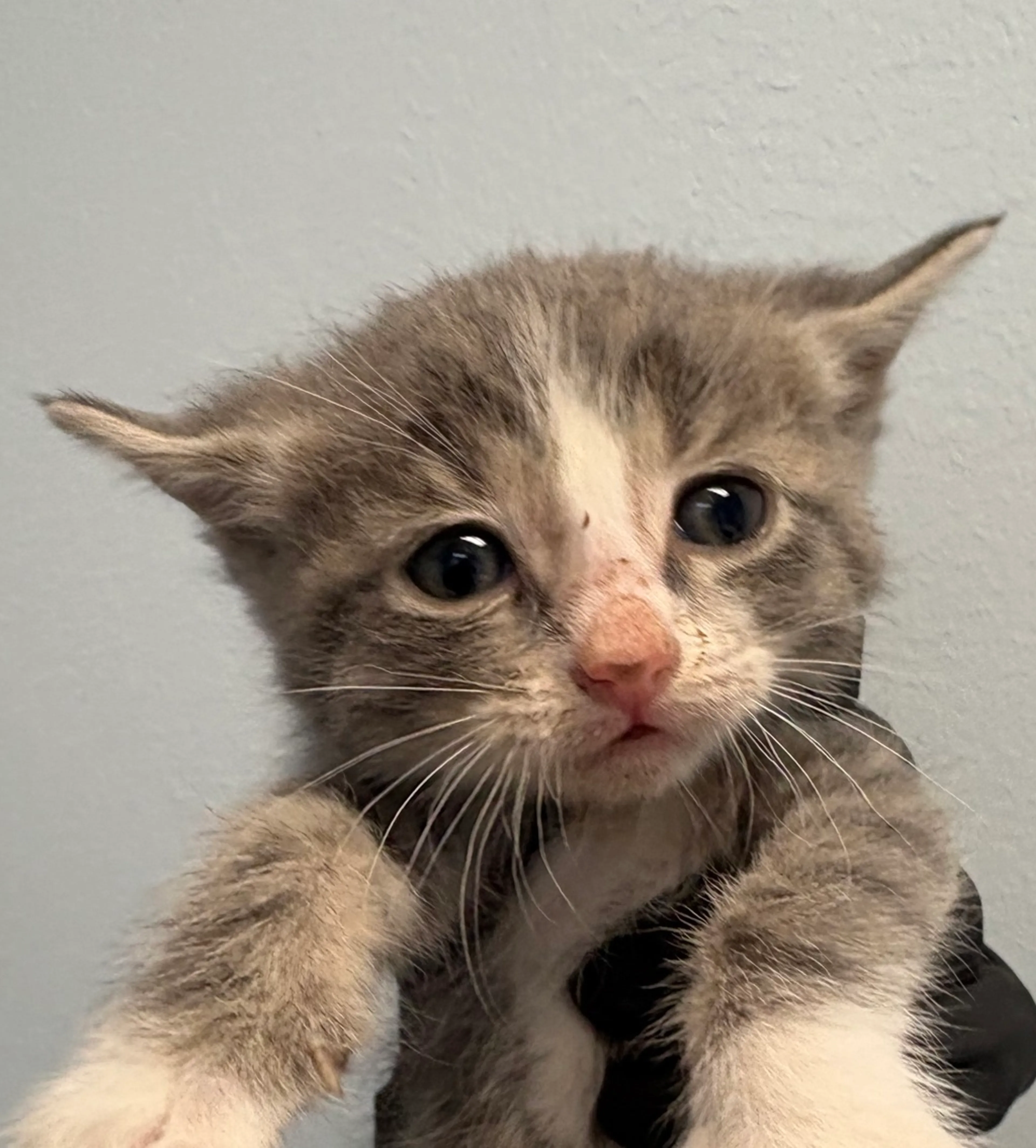 Found pet