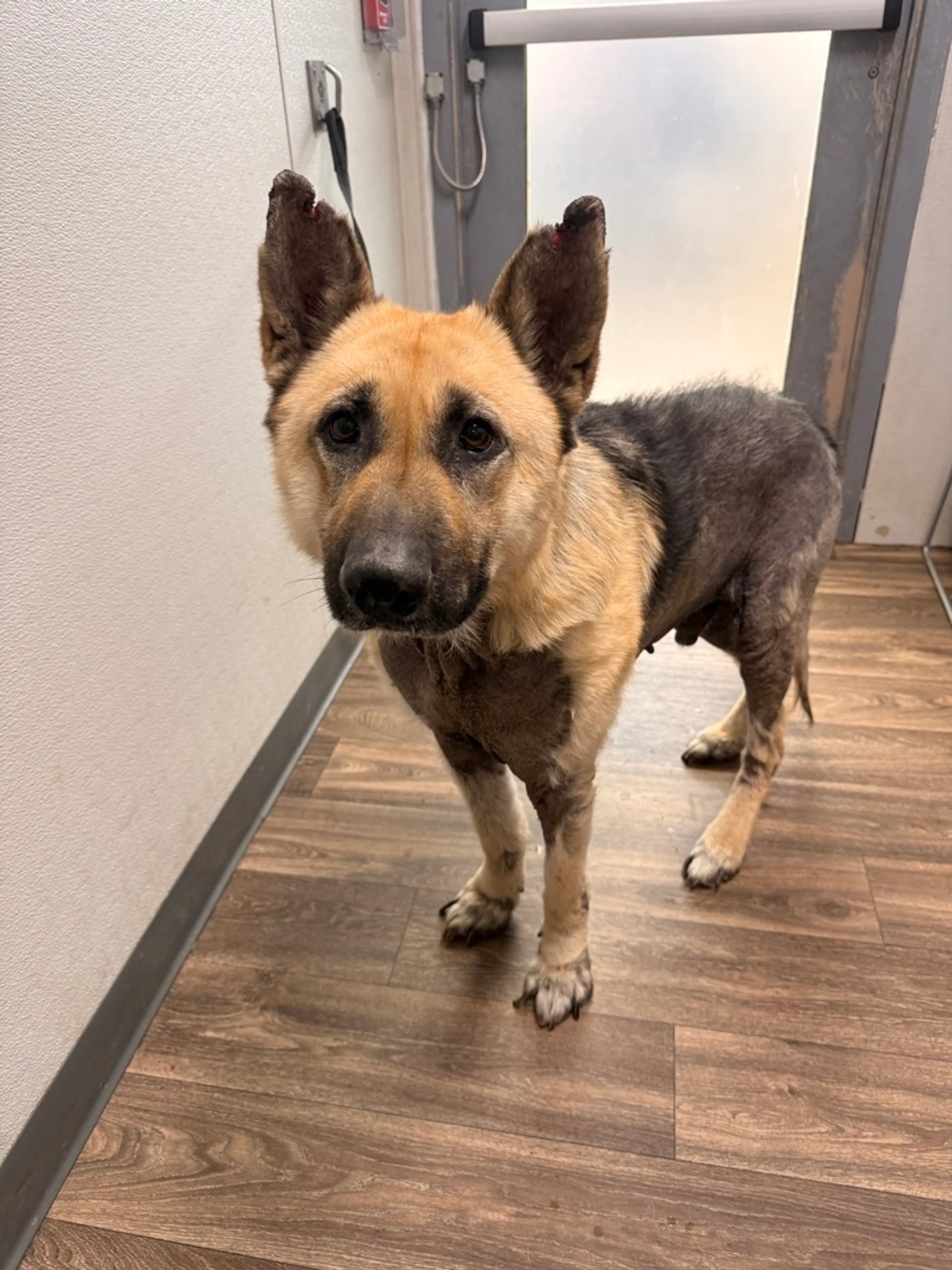 Found pet