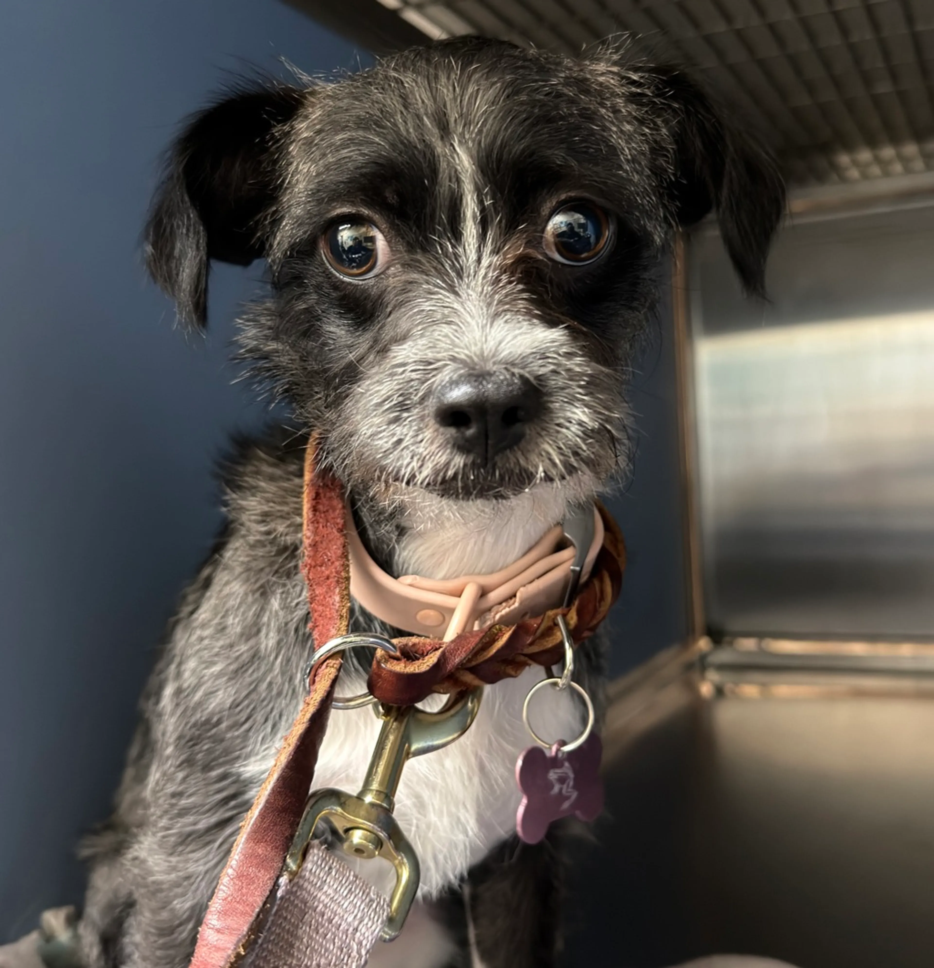 Found pet-1