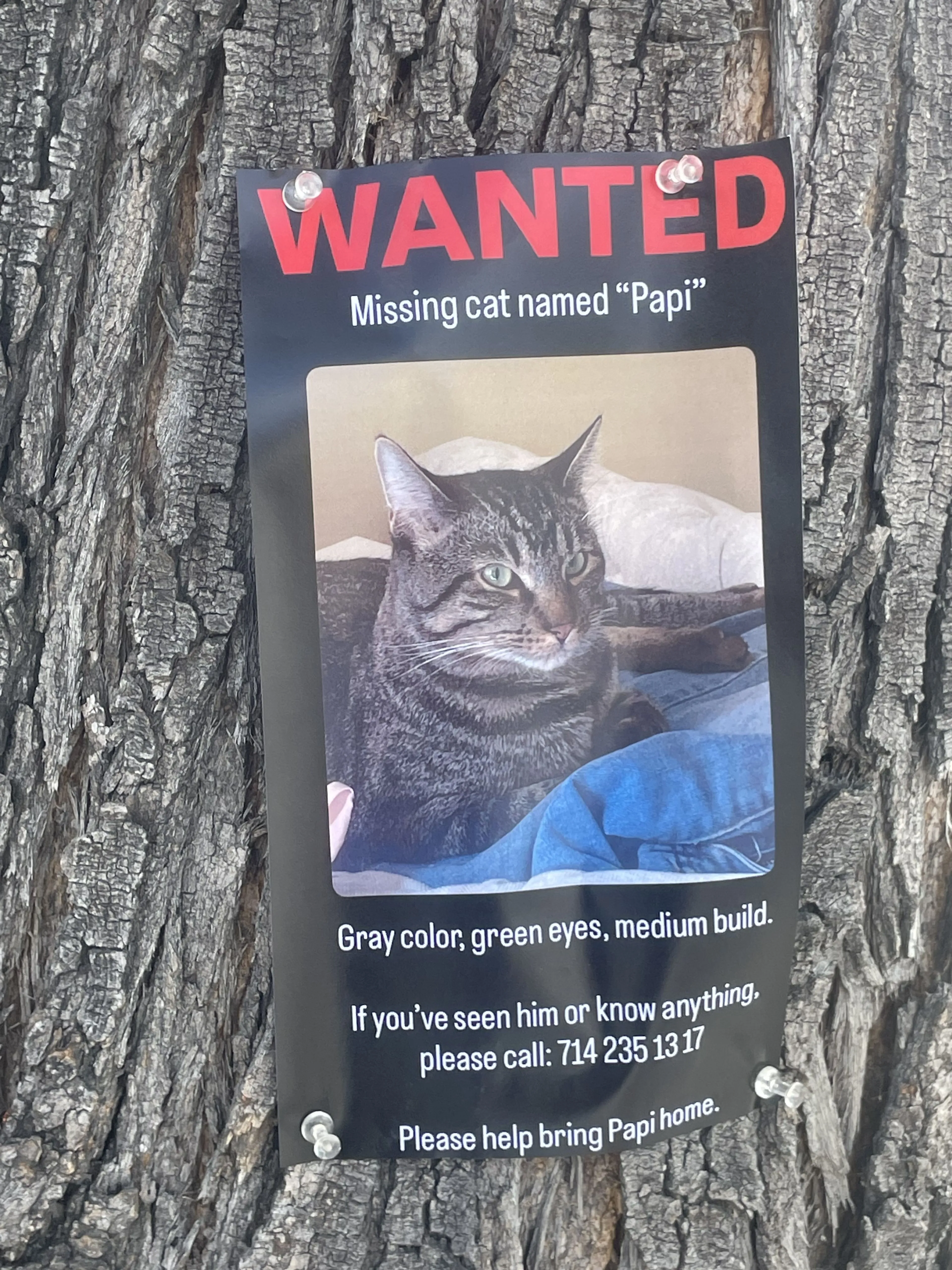 Lost pet