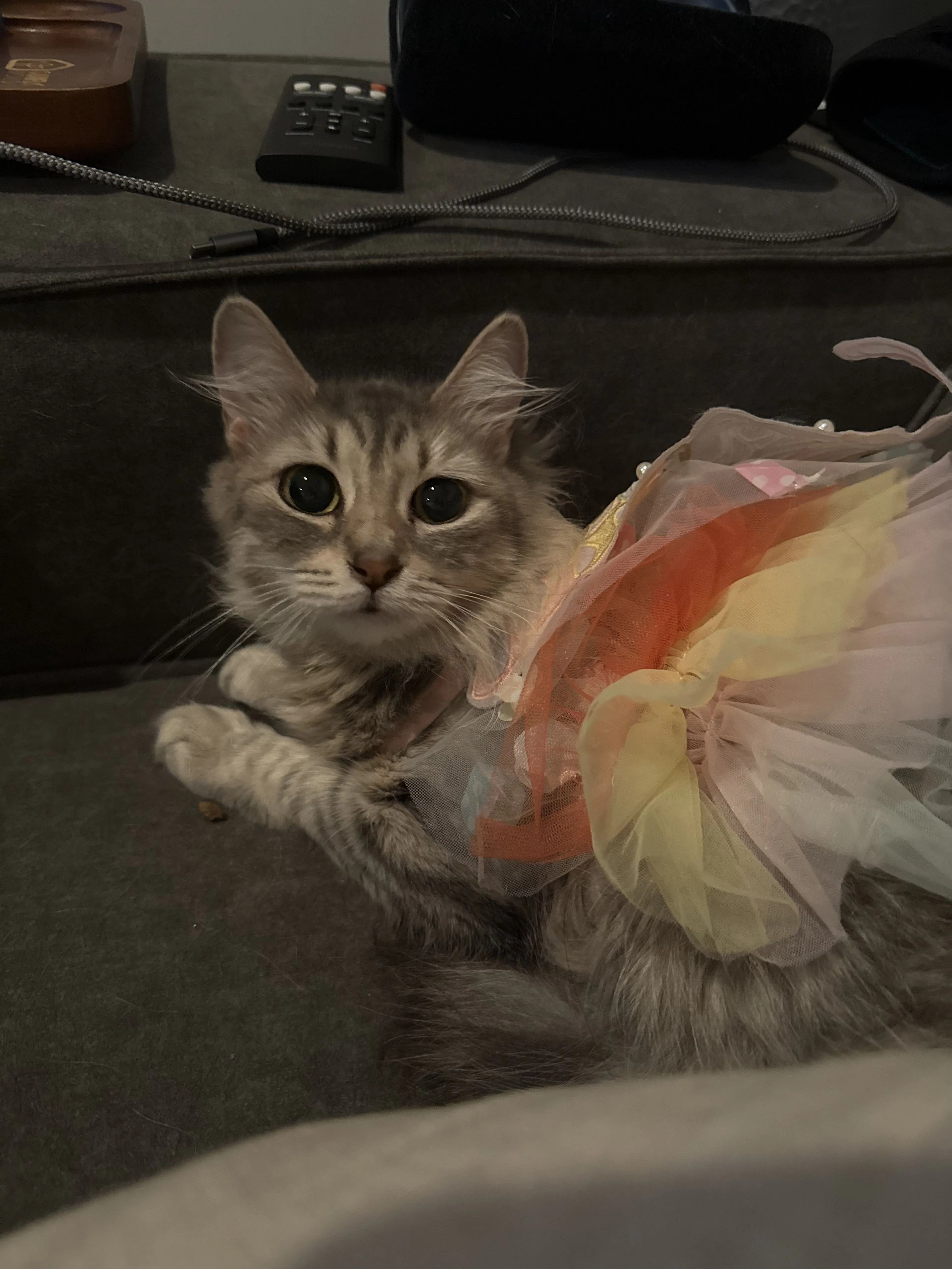 Lost pet