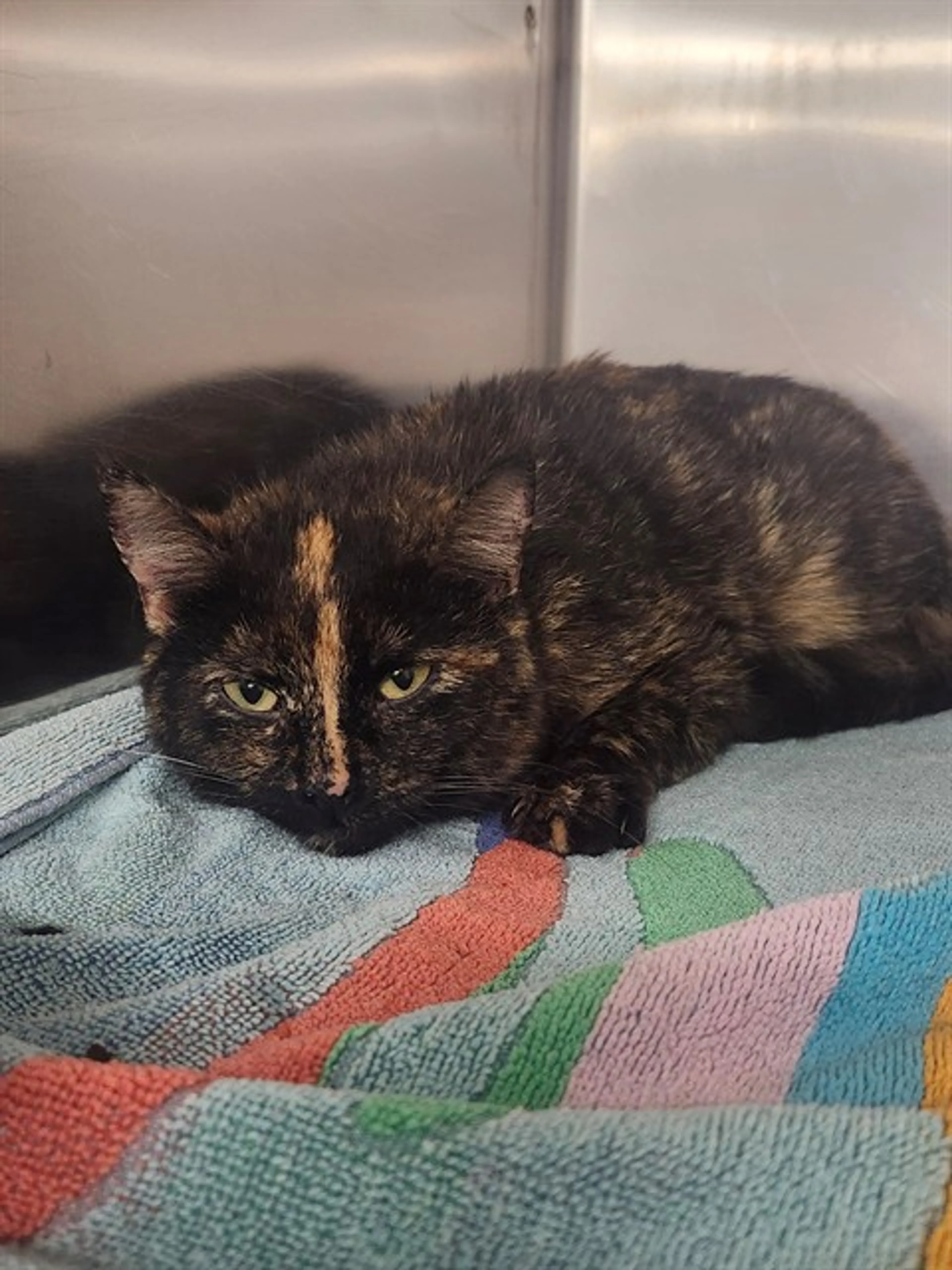 Found pet