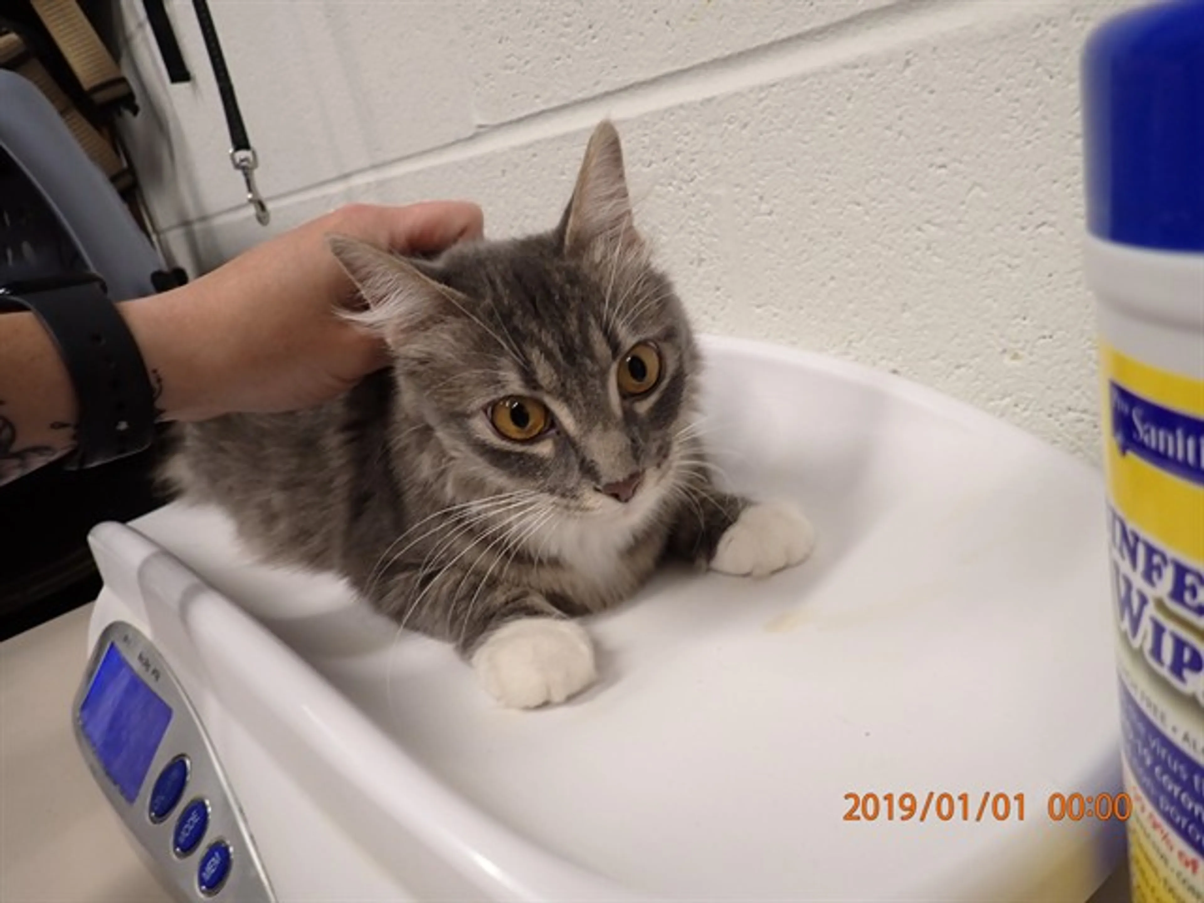 Found pet