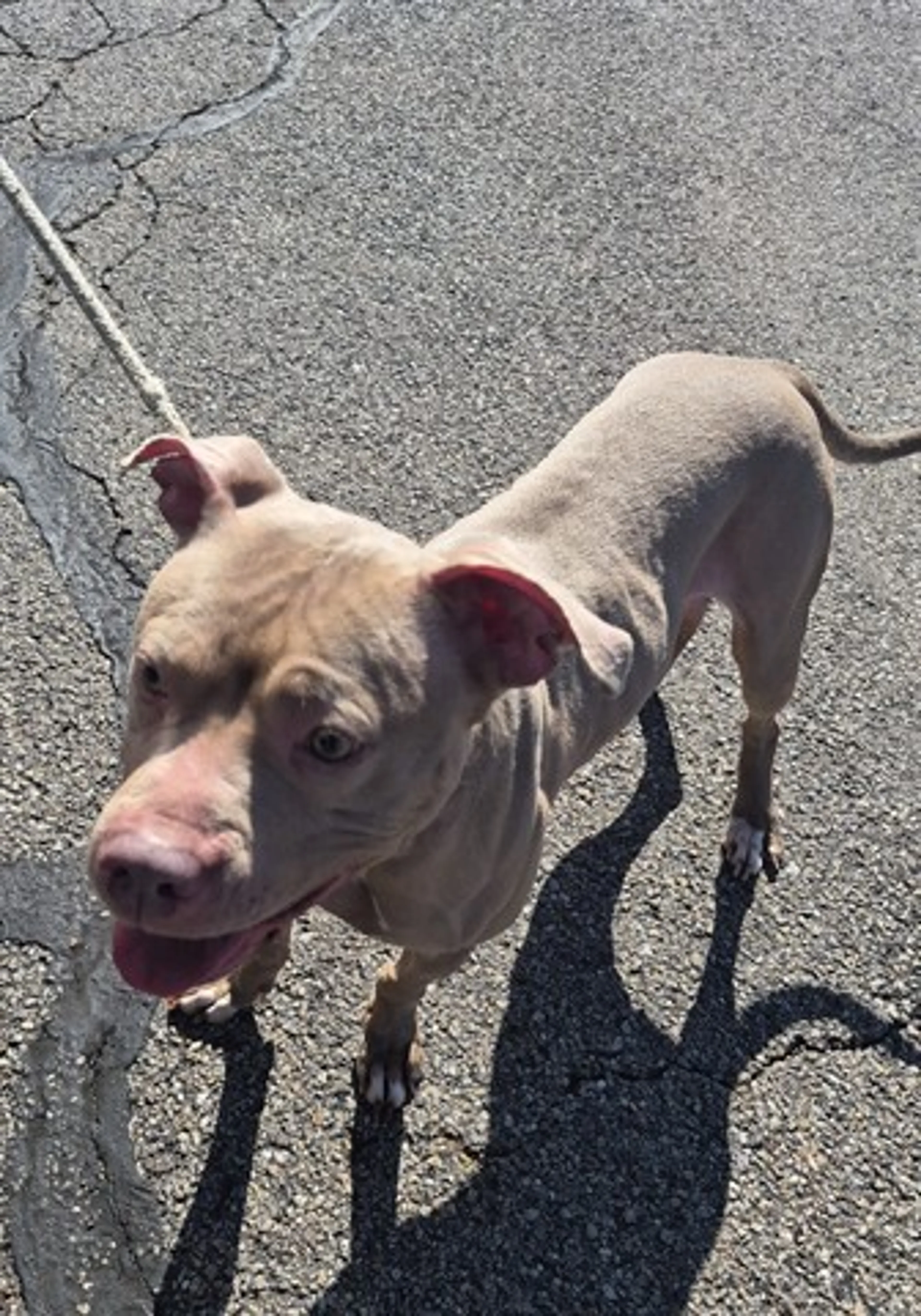 Found pet