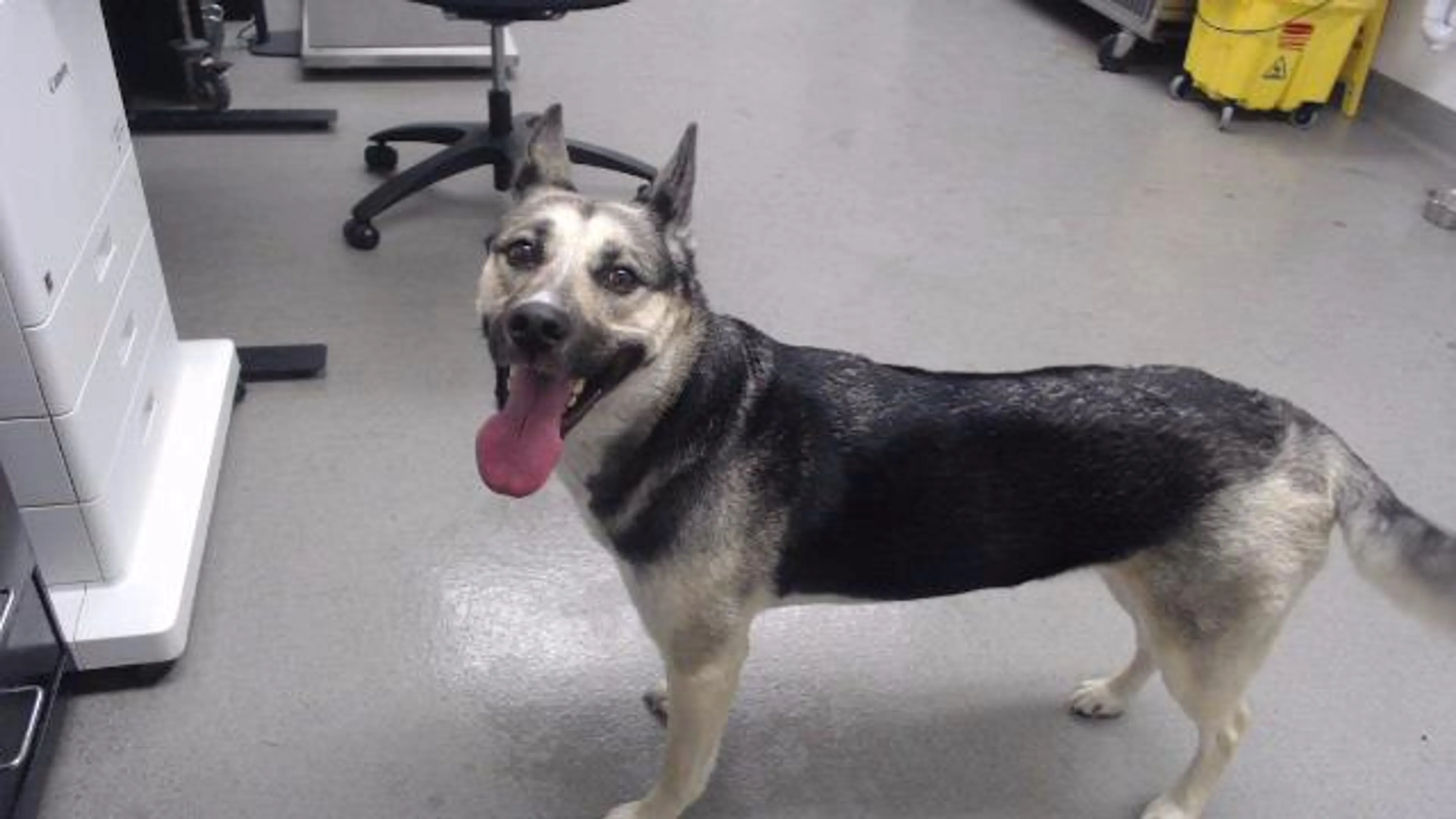 Found pet