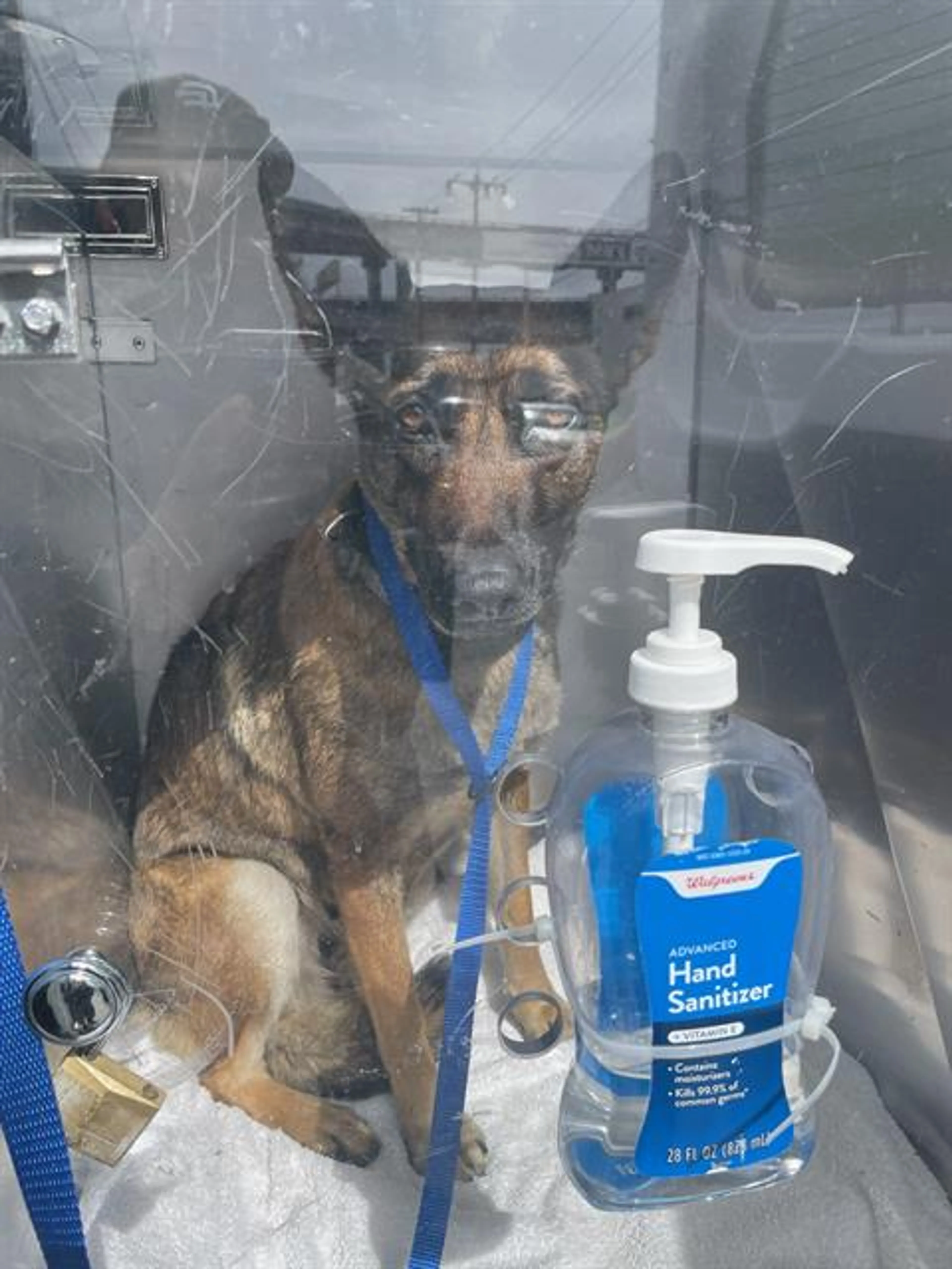 Found pet