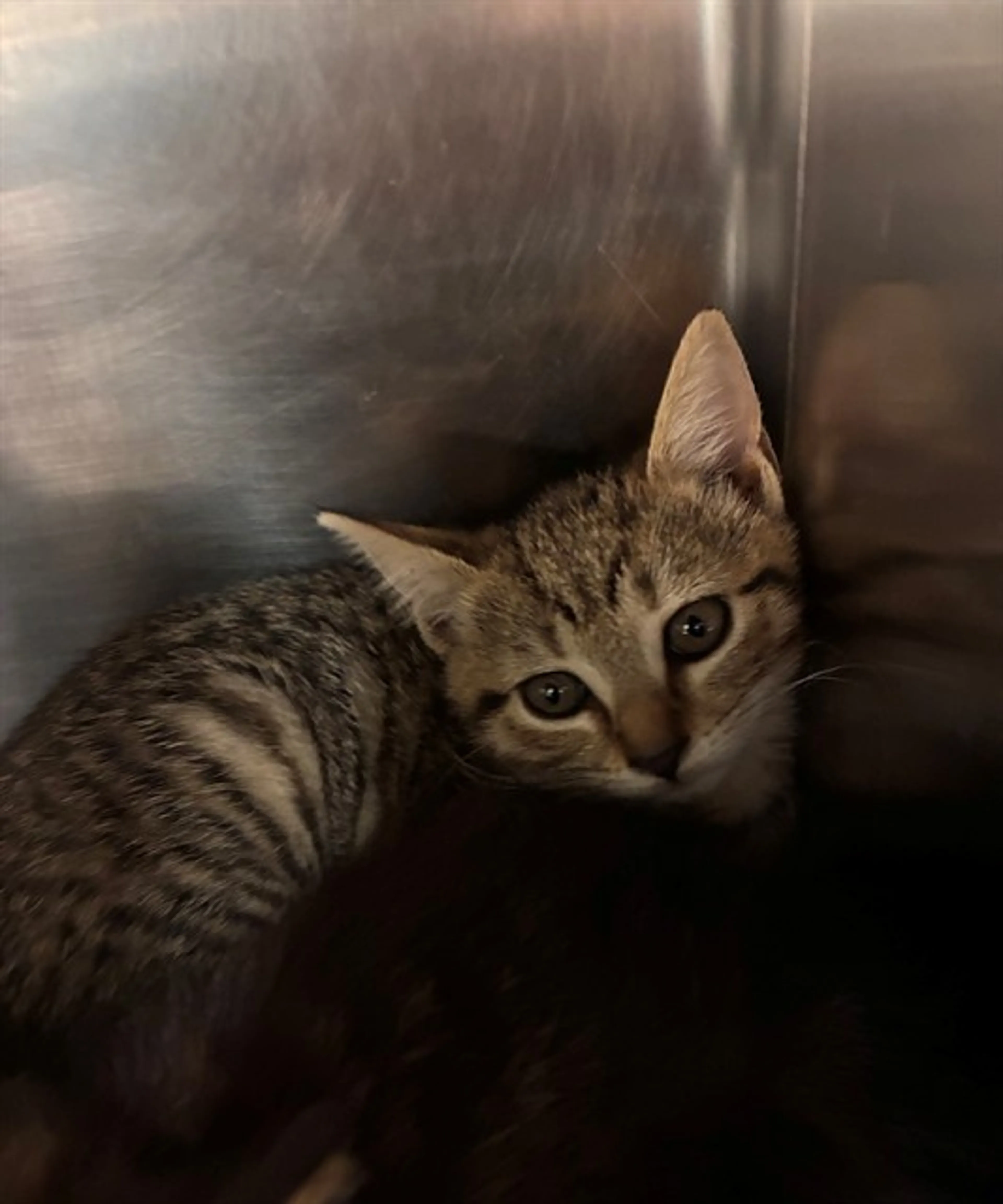 Found pet