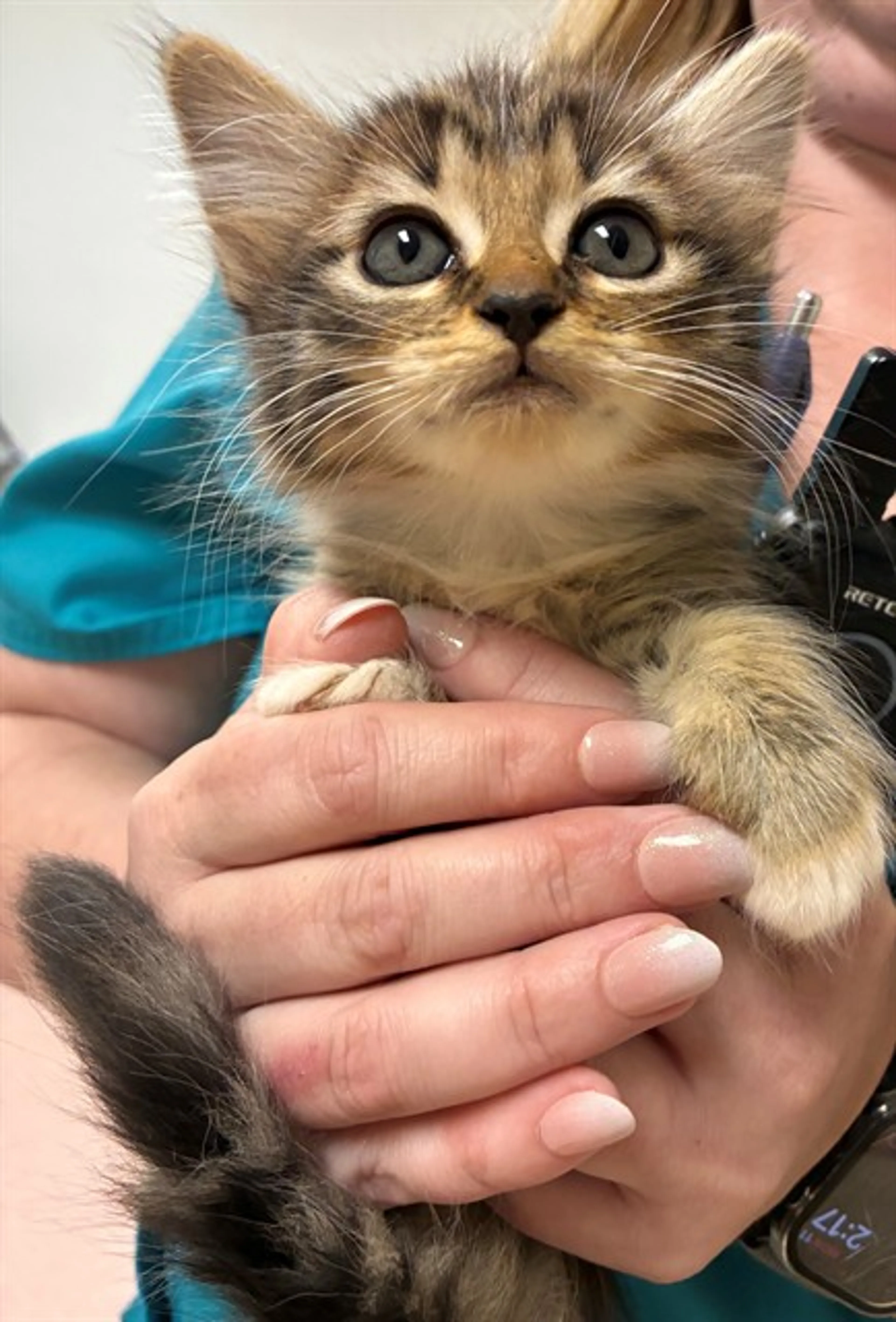 Found pet